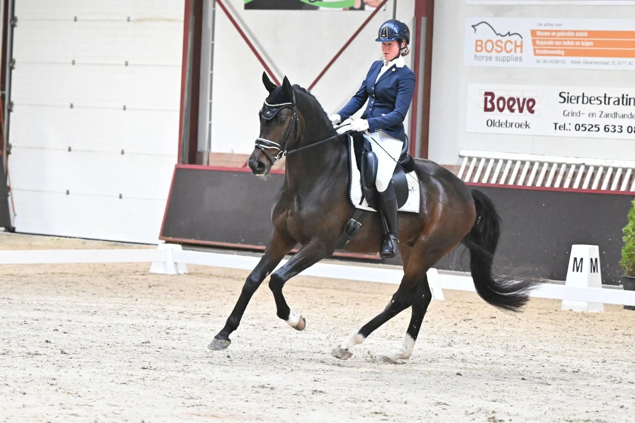 kwpn dressuurpaard ruin 5 years old donkerbruin for sale - Photo 4