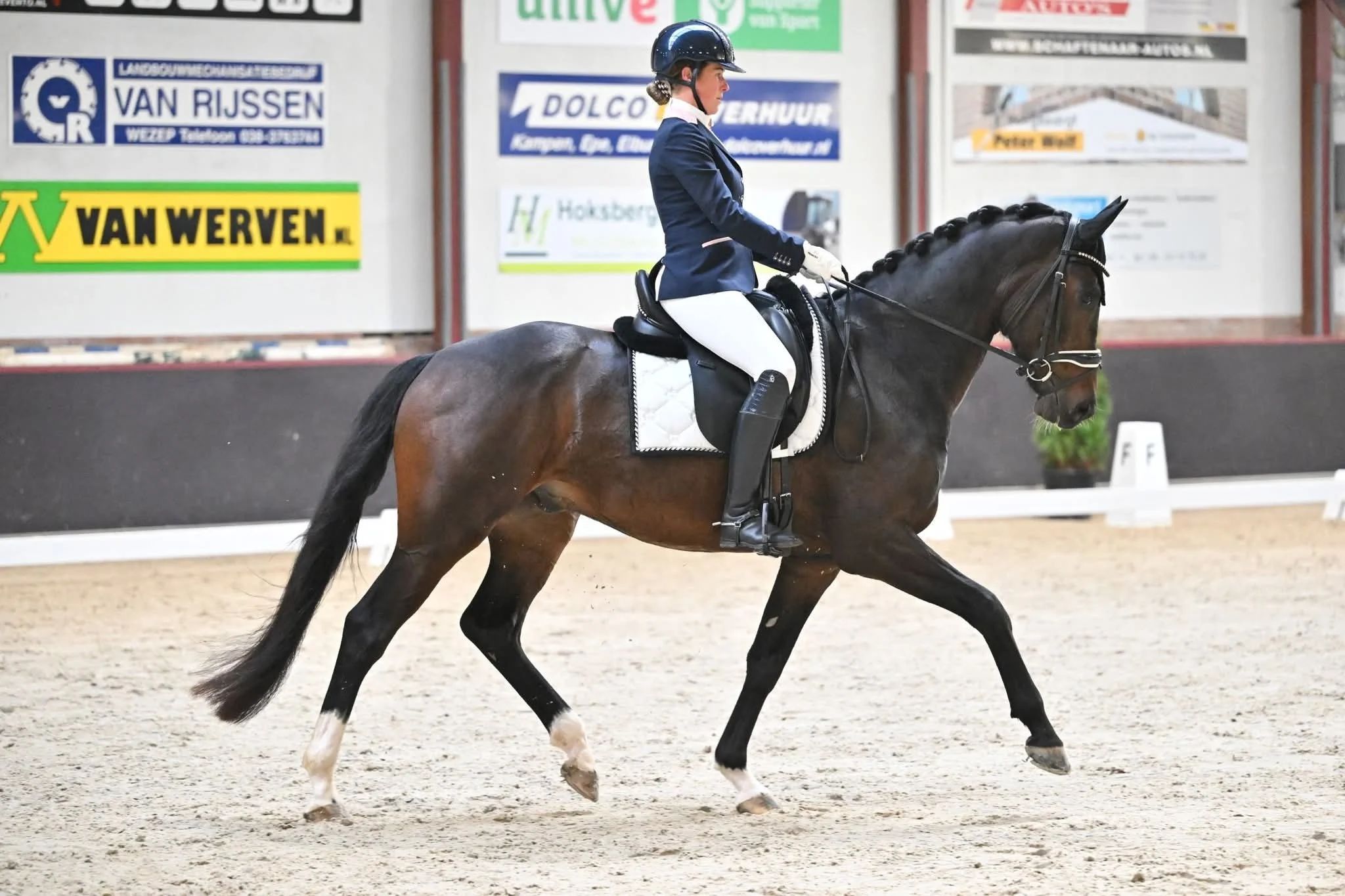 kwpn dressuurpaard ruin 5 years old donkerbruin for sale - Photo 3