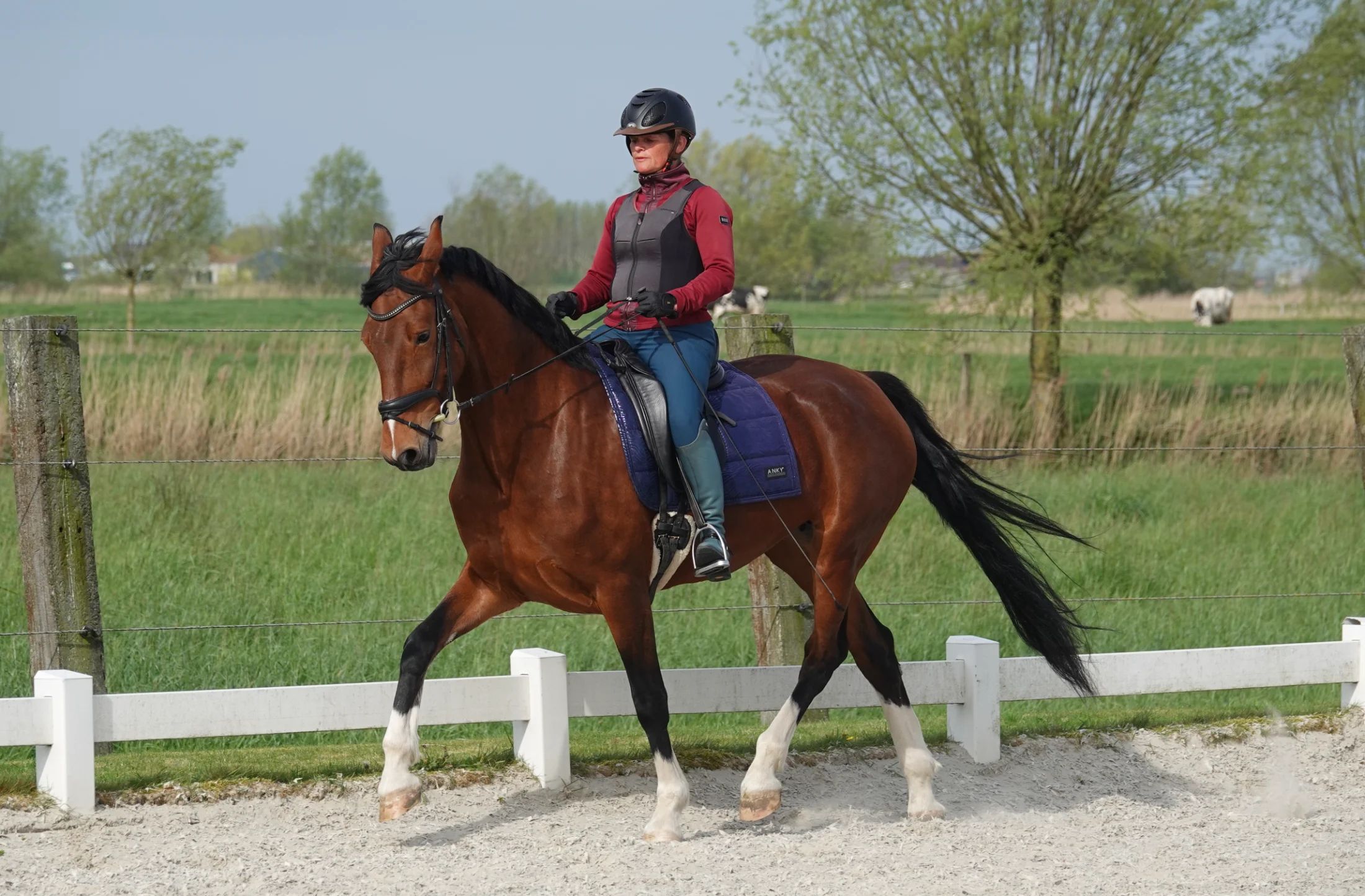 dressuurpaard merrie 7 years old bruin for sale - Main photo