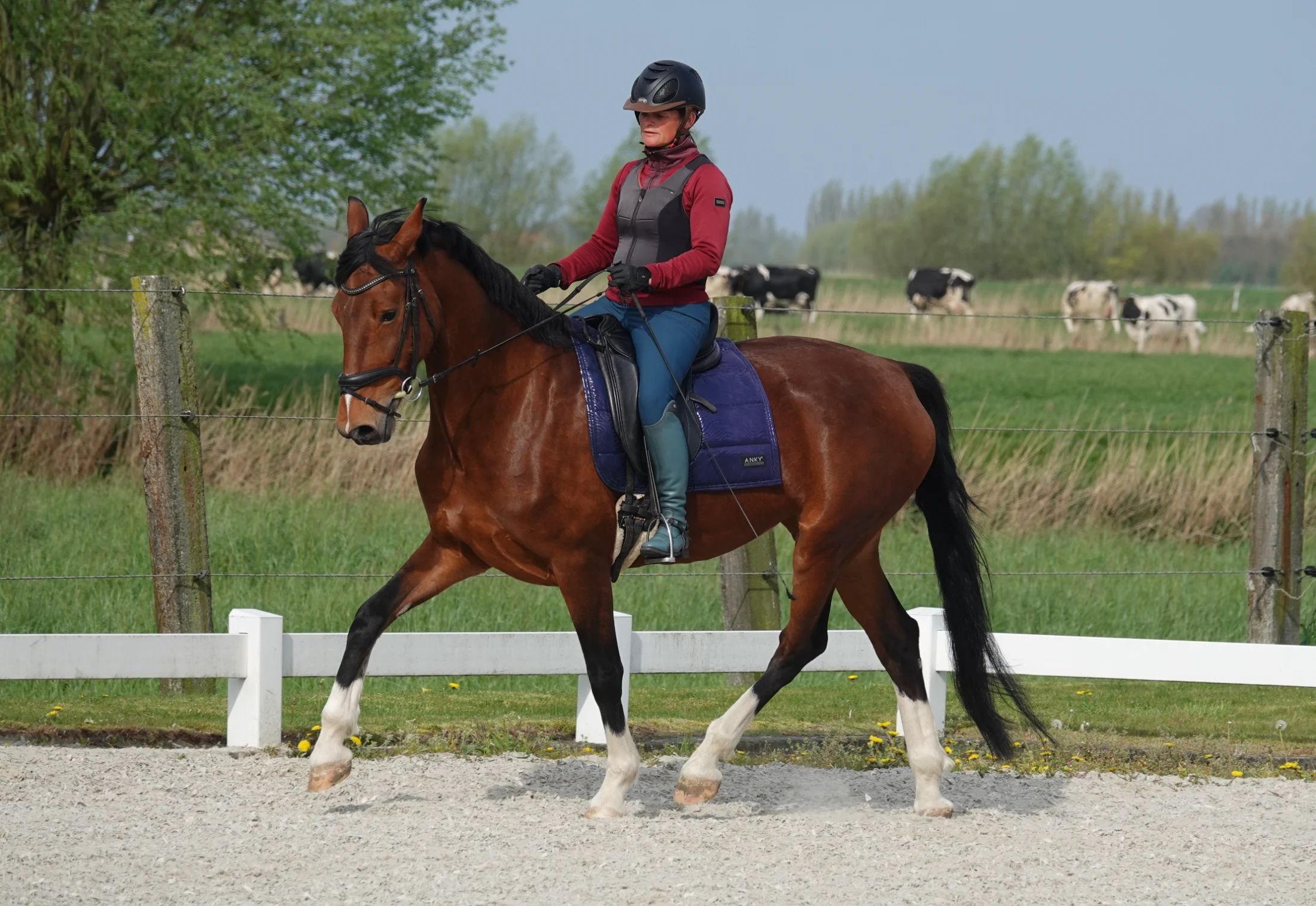 dressuurpaard merrie 7 years old bruin for sale - Photo 2