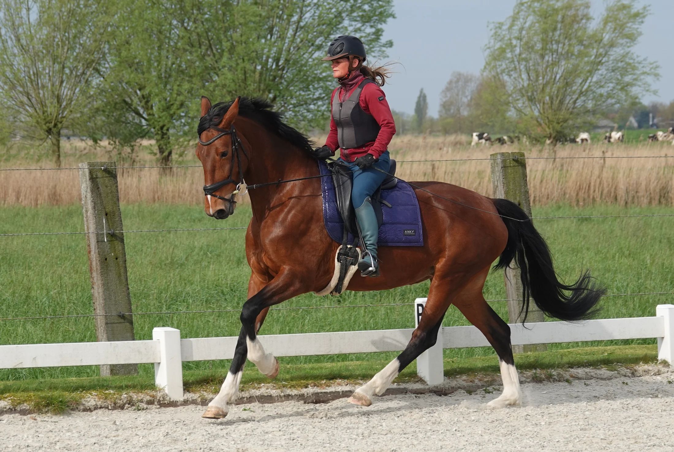 dressuurpaard merrie 7 years old bruin for sale - Photo 3