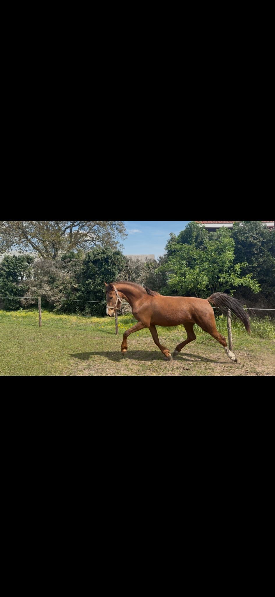 Beautiful 3-year-old mare