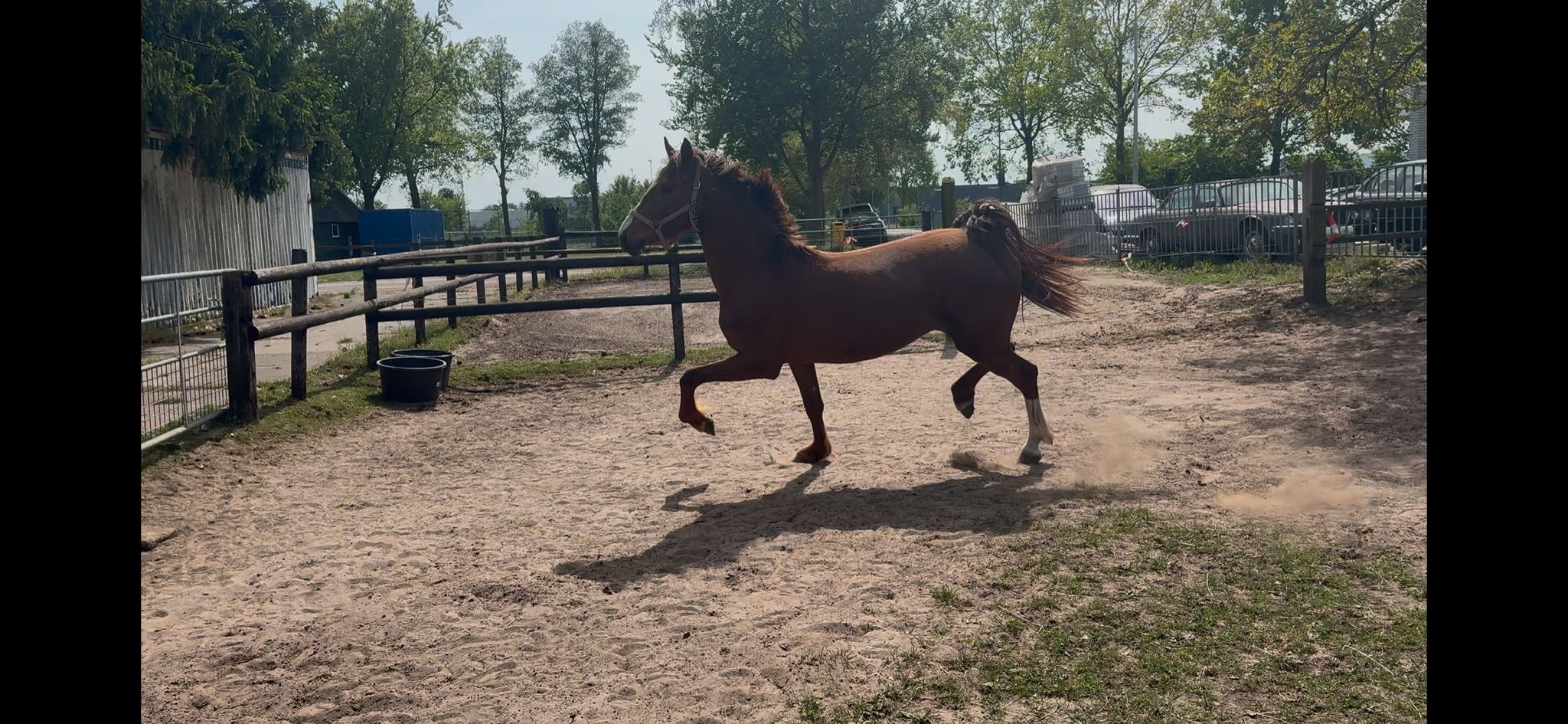 kwpn tuigpaard merrie 3 years old for sale - Photo 2
