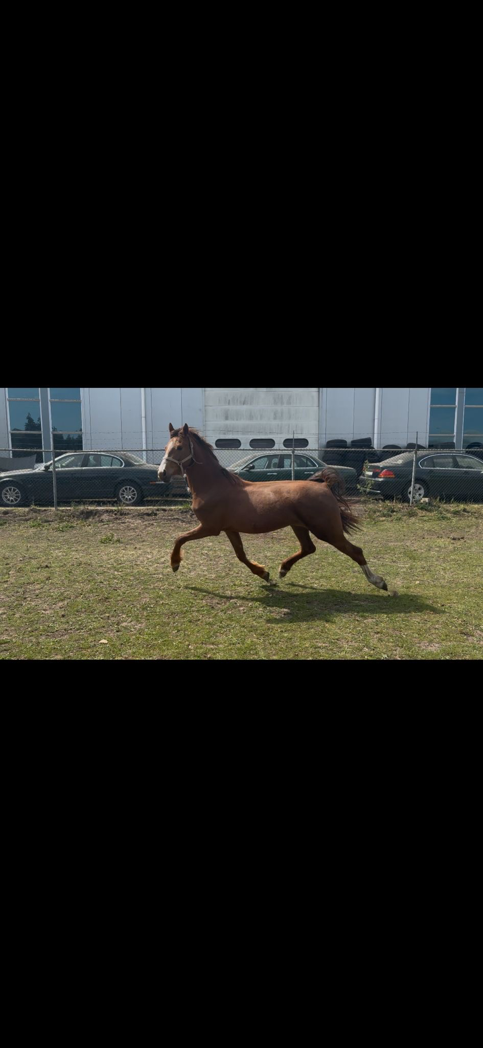 kwpn tuigpaard merrie 3 years old for sale - Photo 5