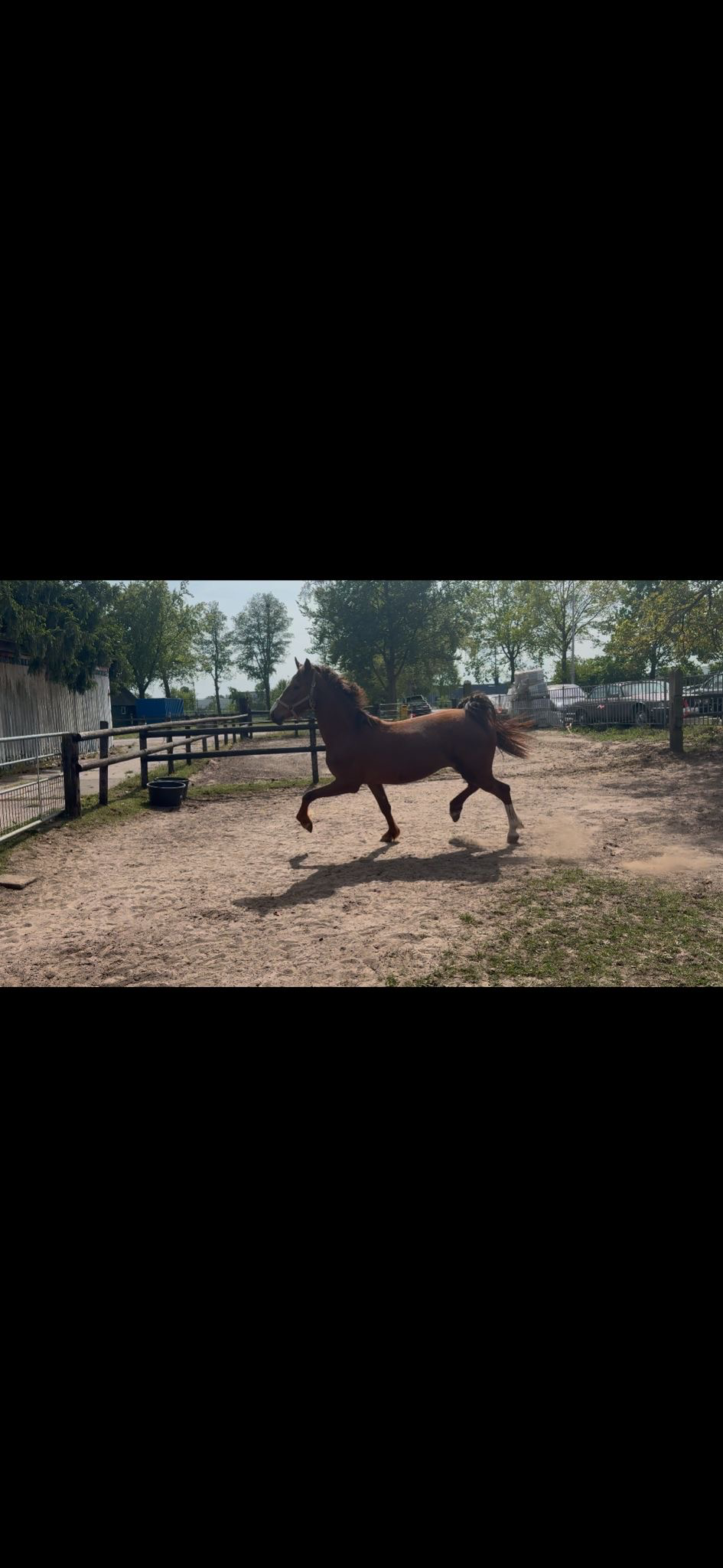 kwpn tuigpaard merrie 3 years old for sale - Photo 6