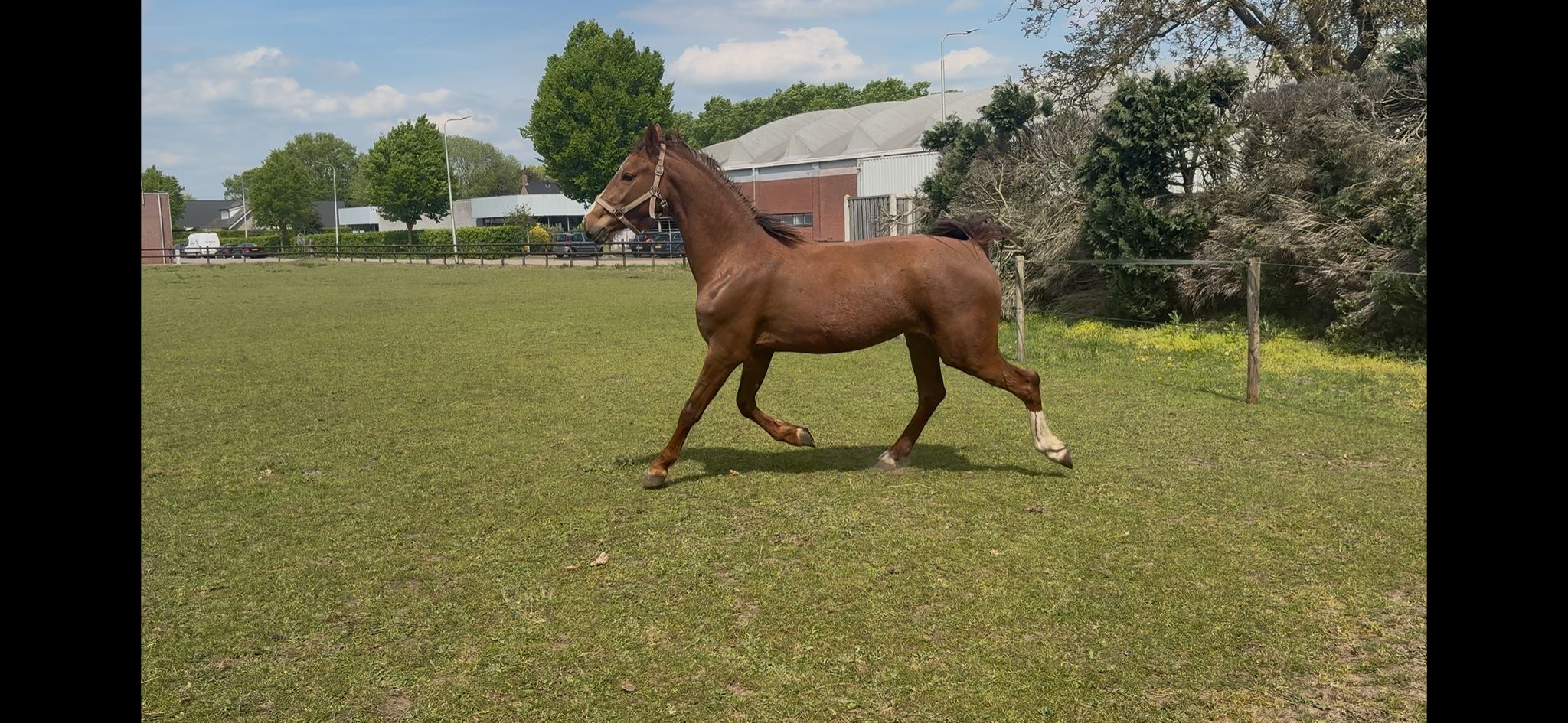 kwpn tuigpaard merrie 3 years old for sale - Photo 4