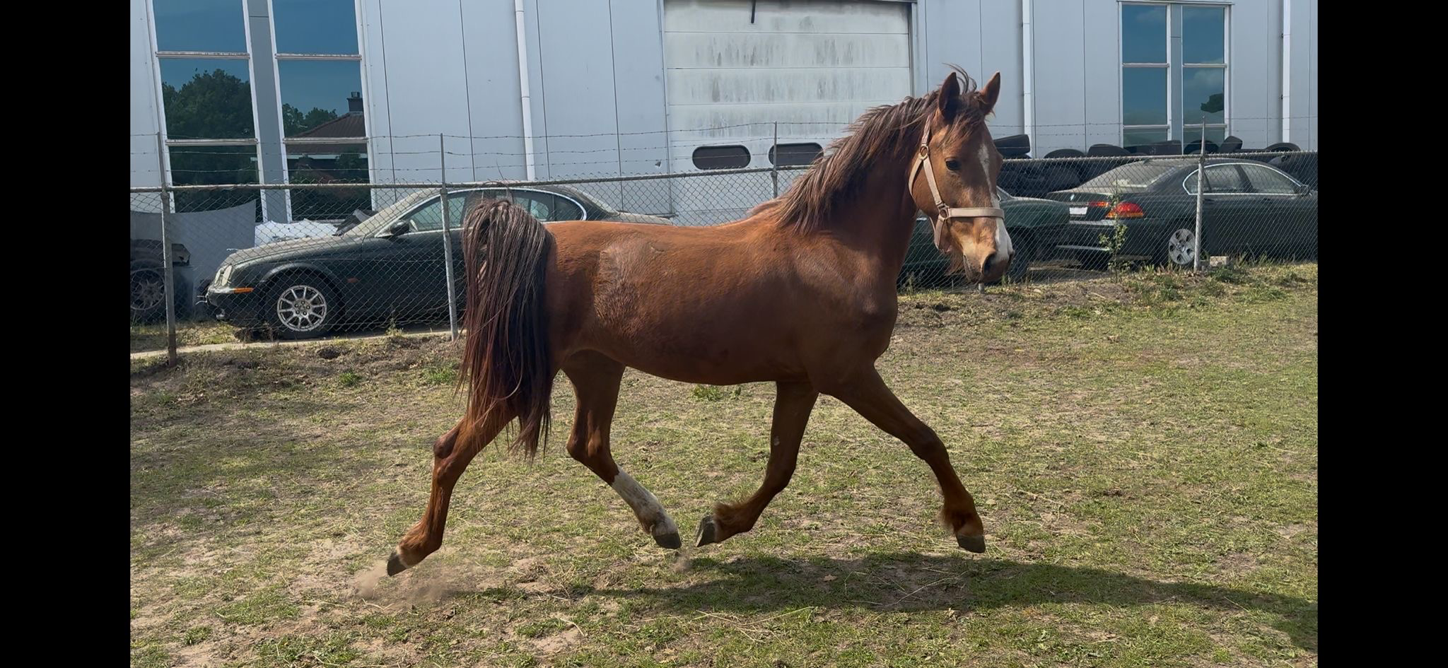 kwpn tuigpaard merrie 3 years old for sale - Photo 3