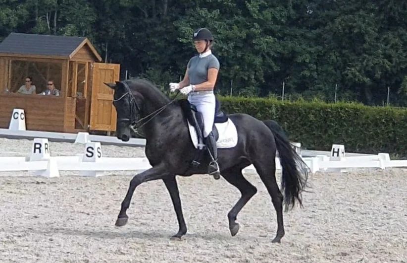kwpn dressuurpaard merrie 9 years old zwart for sale - Photo 4