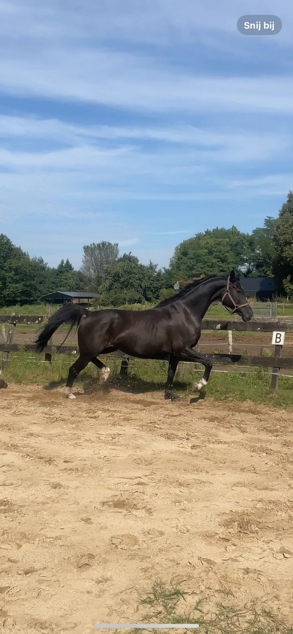 kwpn dressuurpaard merrie 9 years old zwart for sale - Main photo