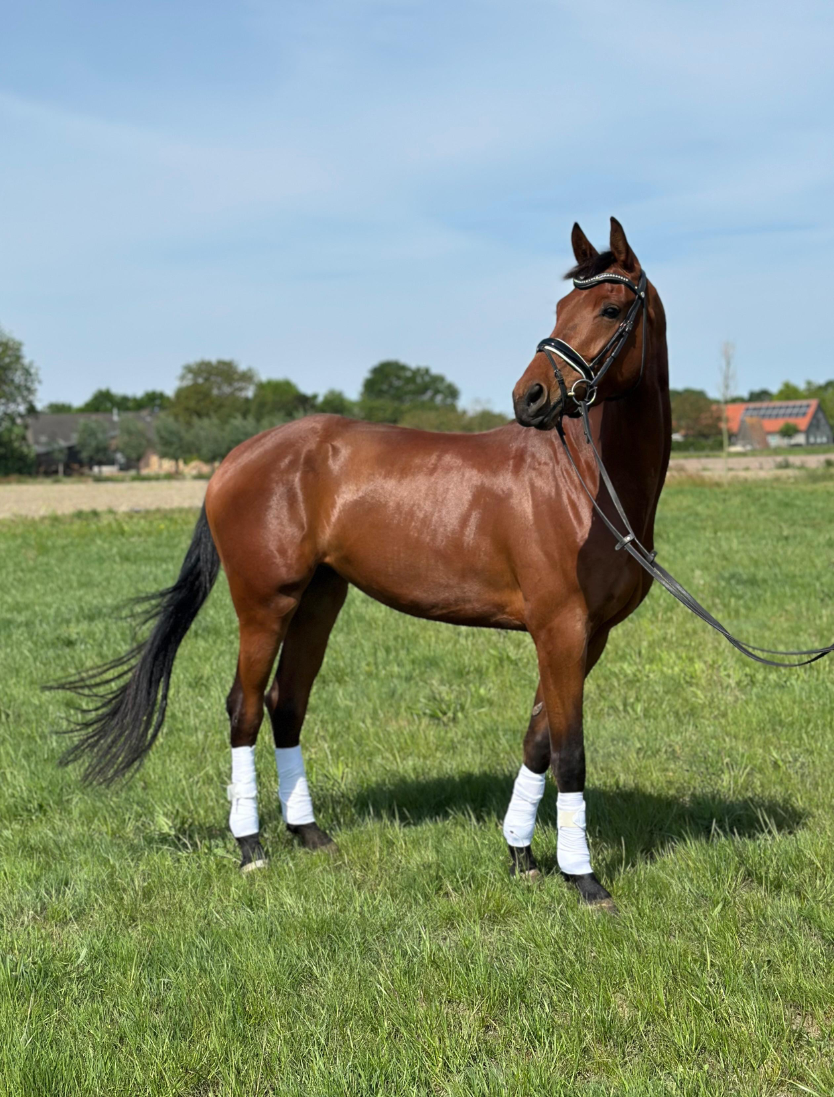 kwpn dressuurpaard merrie 4 años bruin en venta - Foto 2