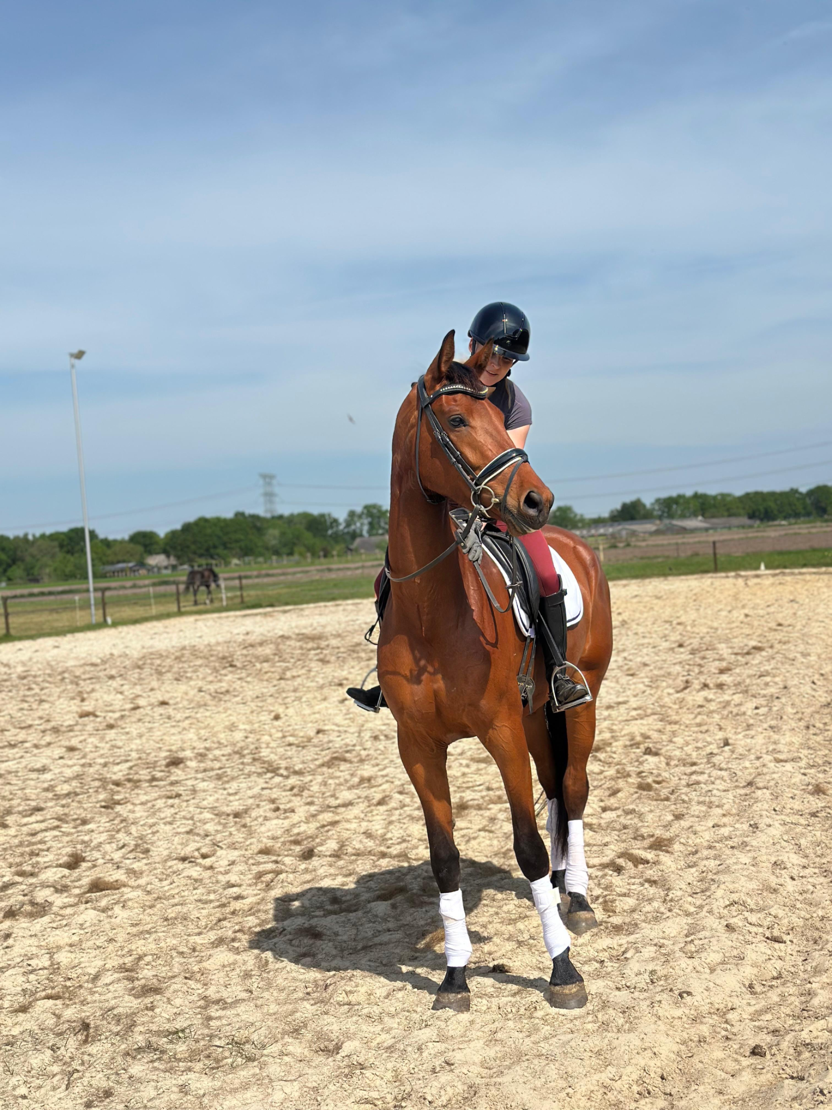 kwpn dressuurpaard merrie 4 años bruin en venta - Foto 5