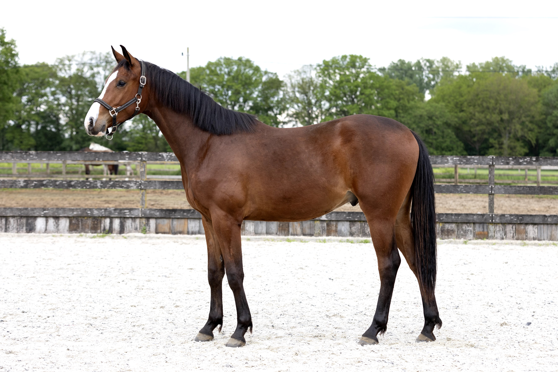 bwp allrounder ruin 2 years old bruin for sale - Photo 3