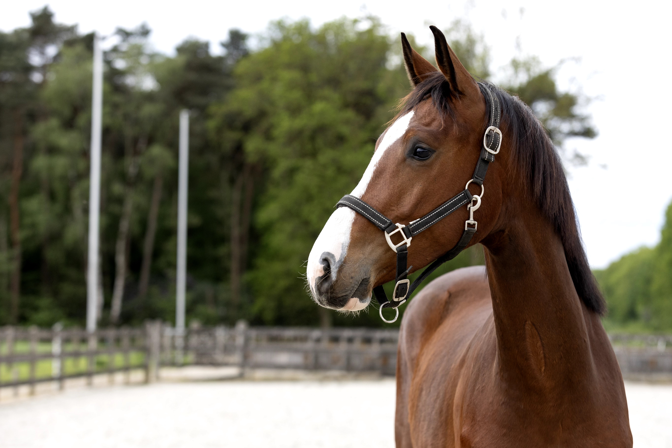 bwp allrounder ruin 2 years old bruin for sale - Photo 2
