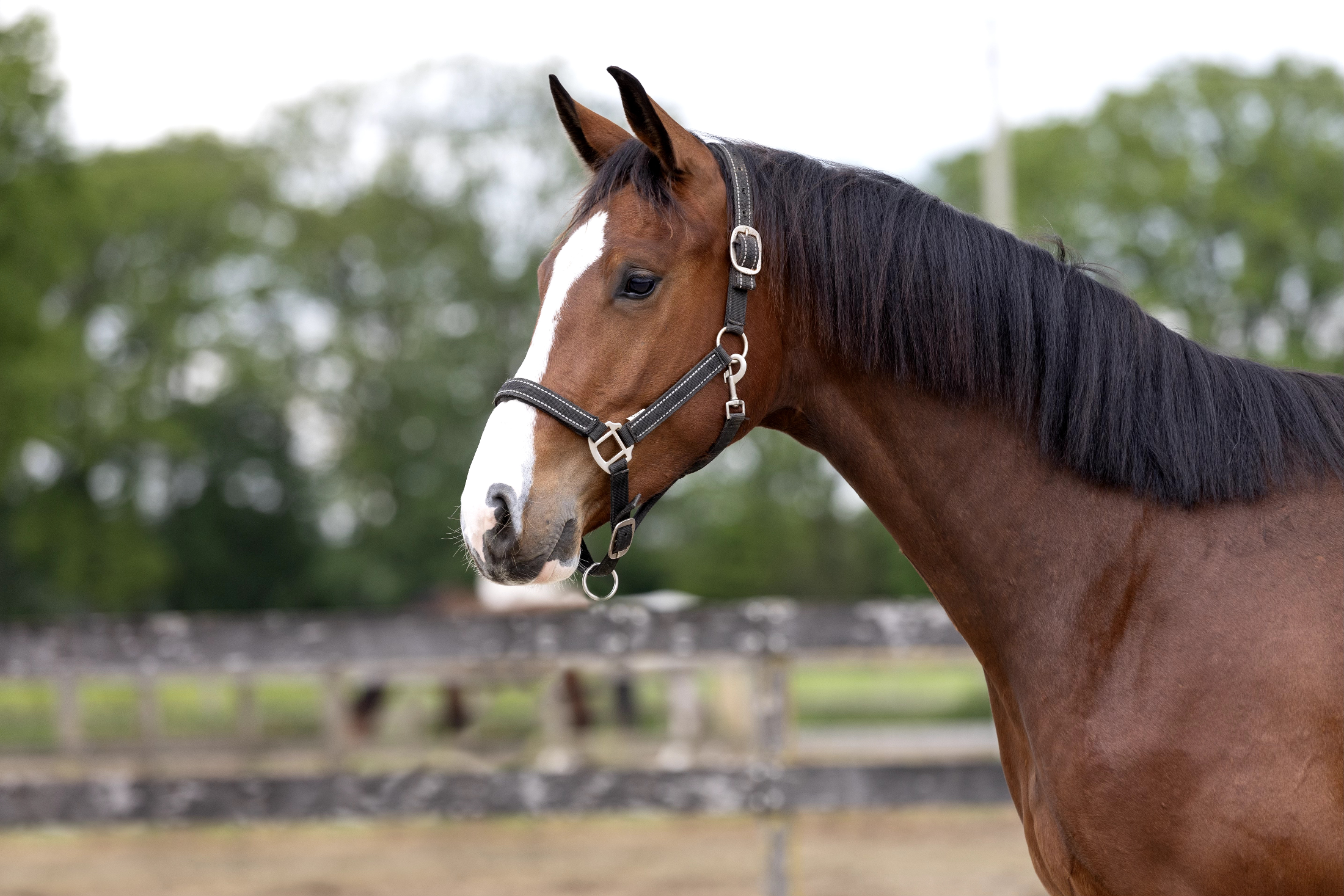 bwp allrounder ruin 2 years old bruin for sale - Photo 4