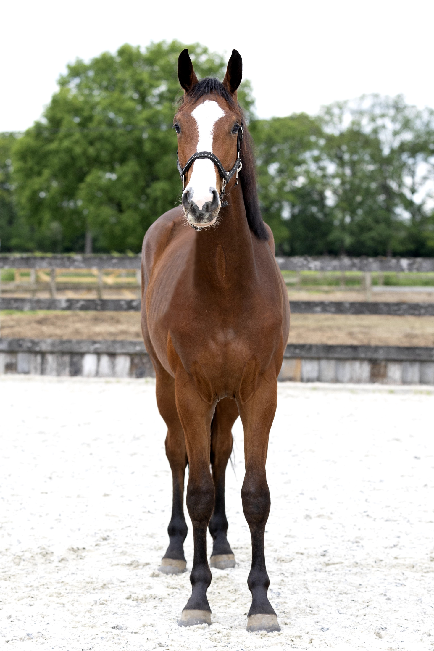 bwp allrounder ruin 2 years old bruin for sale - Photo 5
