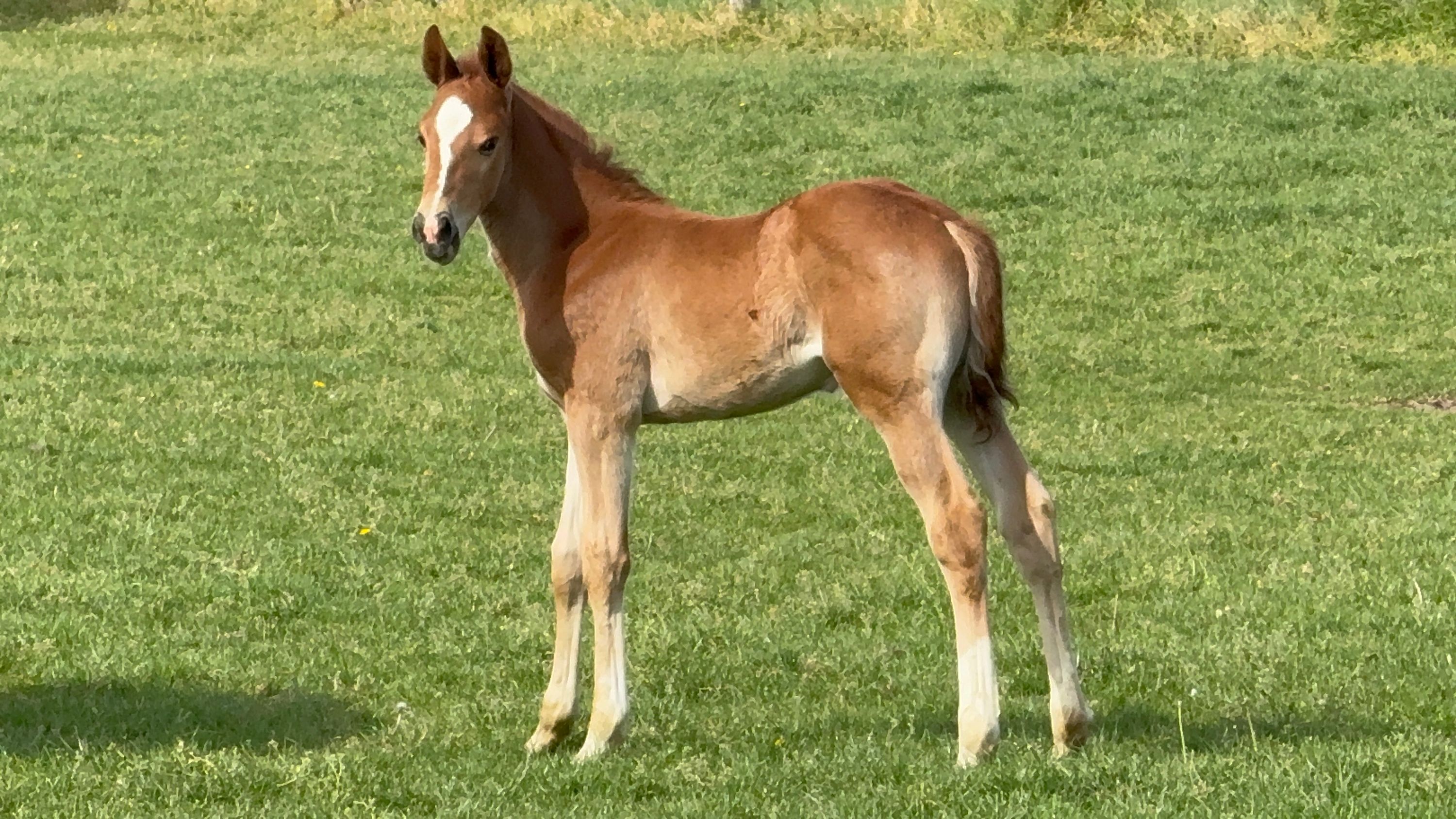 bwp springpaard hengst 0 years old vos for sale - Main photo