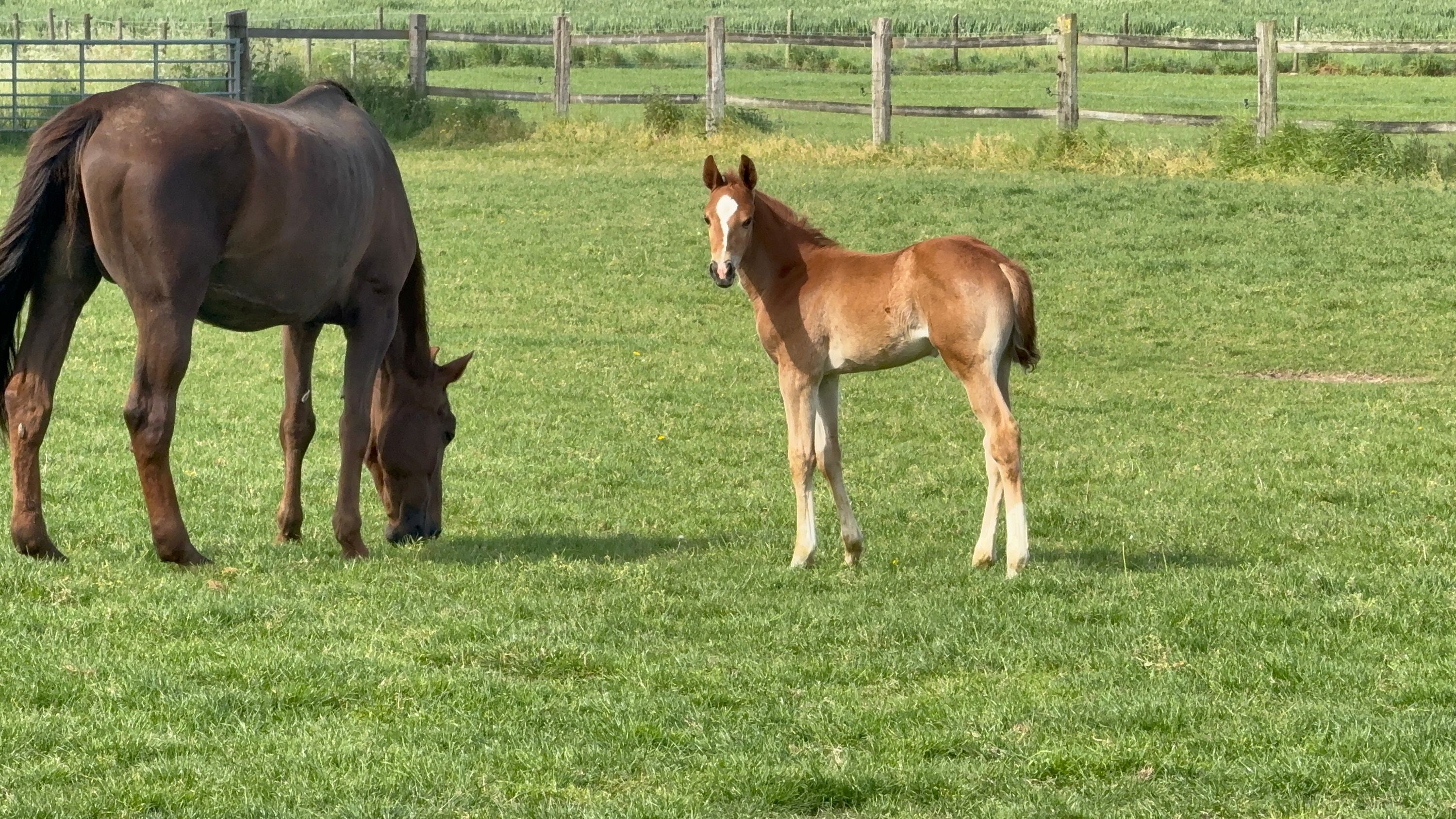bwp springpaard hengst 0 years old vos for sale - Photo 3