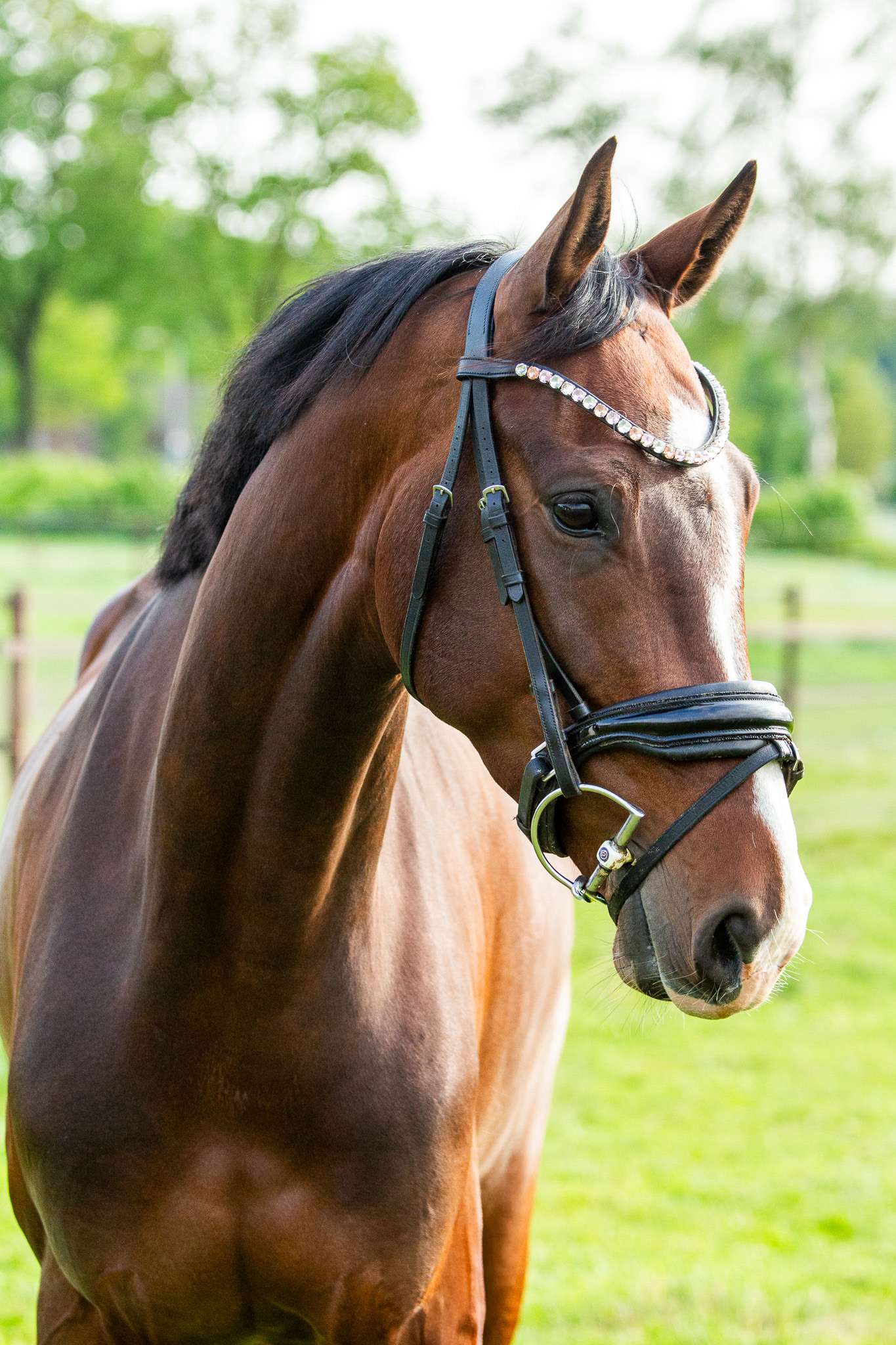 魅力的な馬術用牝馬 出售
