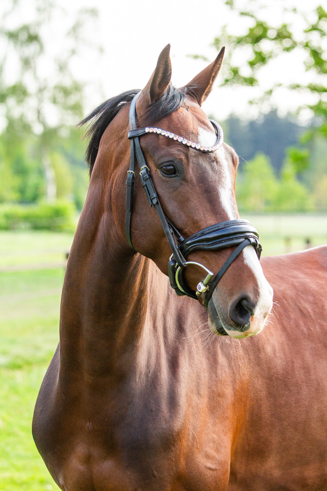 kwpn dressuurpaard merrie 5 años donkerbruin en venta - Foto 2