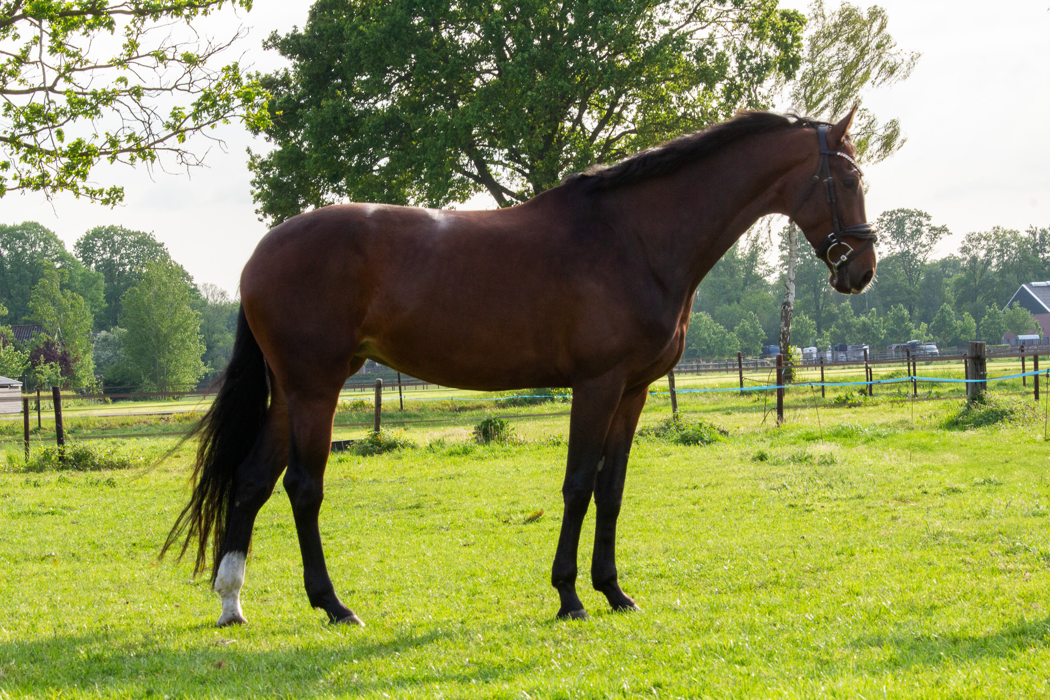 kwpn dressuurpaard merrie 5 años donkerbruin en venta - Foto 3