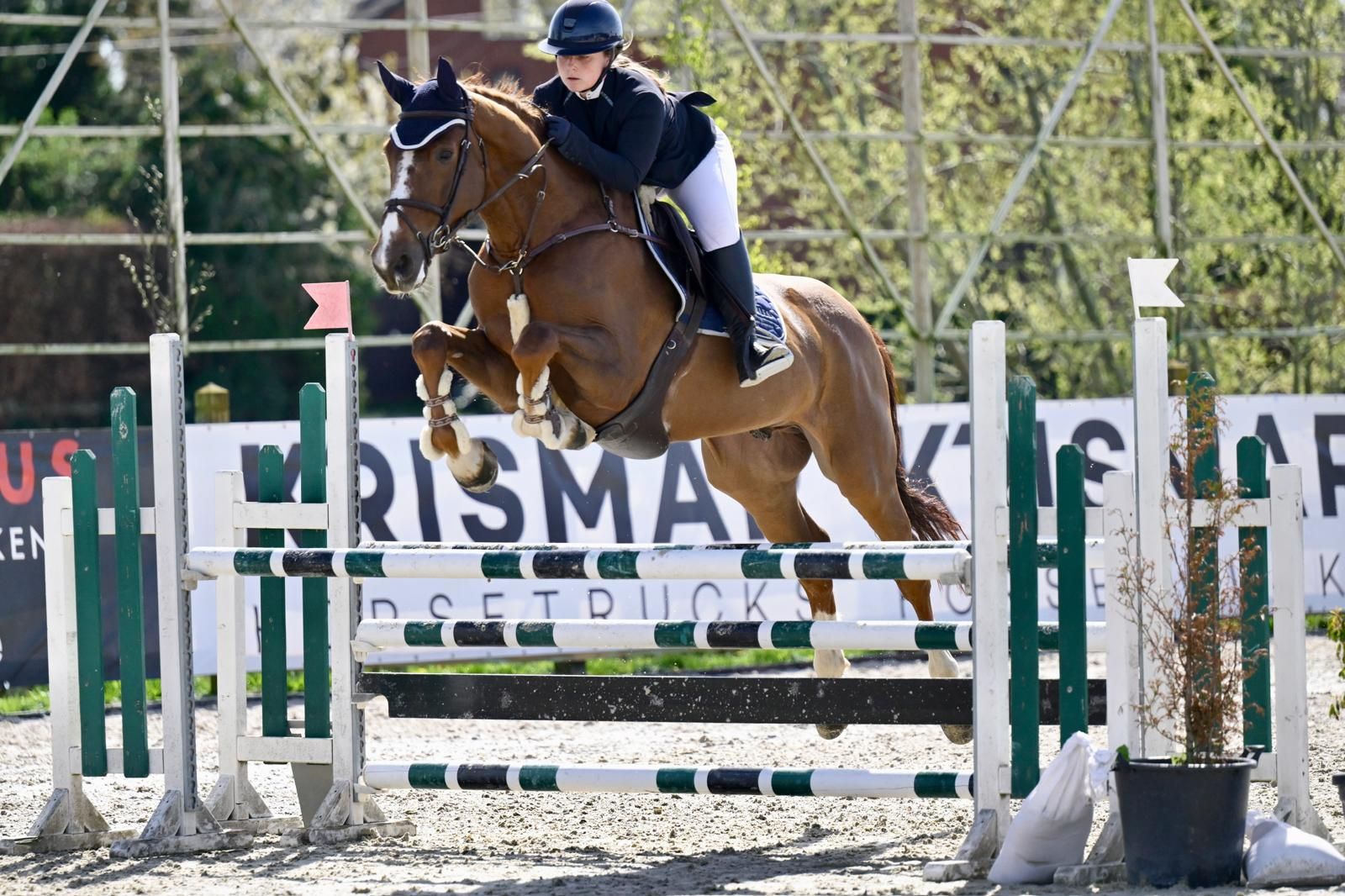 非常温顺的场地障碍/三日赛马 (jumping/eventing)