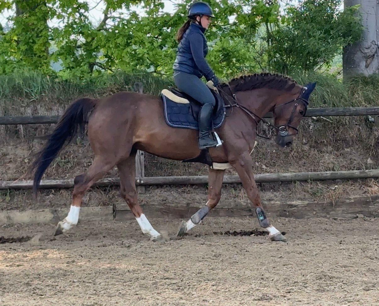 sbs allrounder ruin 7 years old vos for sale - Photo 3