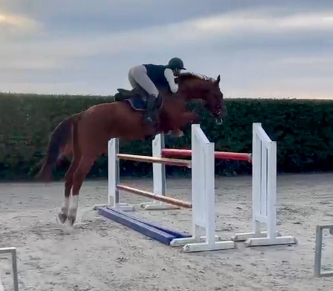 sbs allrounder ruin 7 years old vos for sale - Photo 4