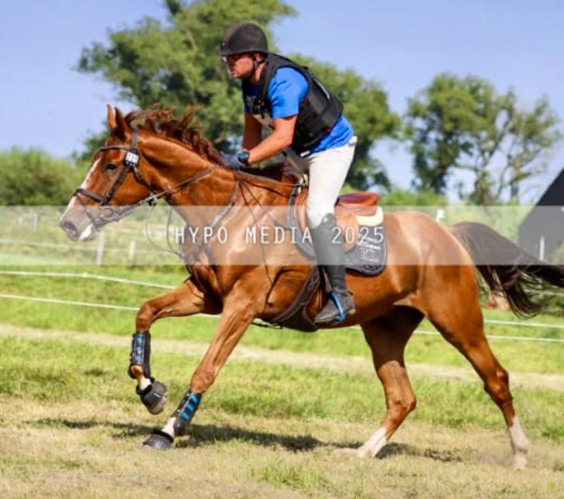 sbs allrounder ruin 7 years old vos for sale - Photo 5