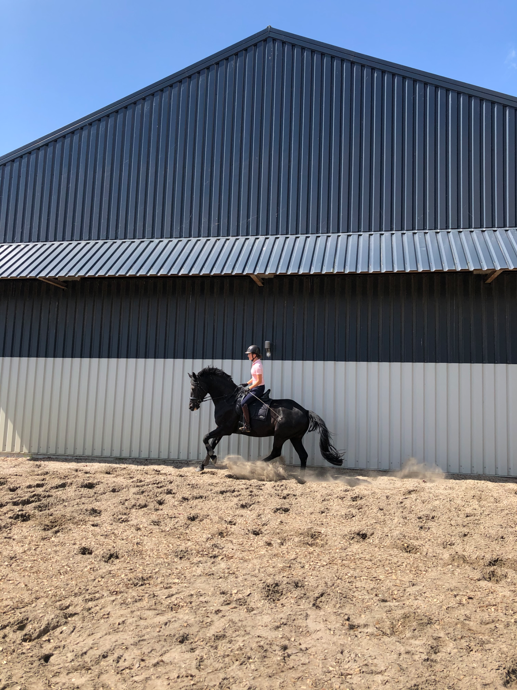 kwpn dressuurpaard merrie 16 years old zwart for sale - Photo 4