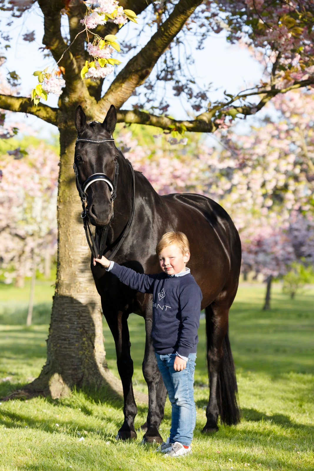 kwpn dressuurpaard merrie 16 years old zwart for sale - Photo 2