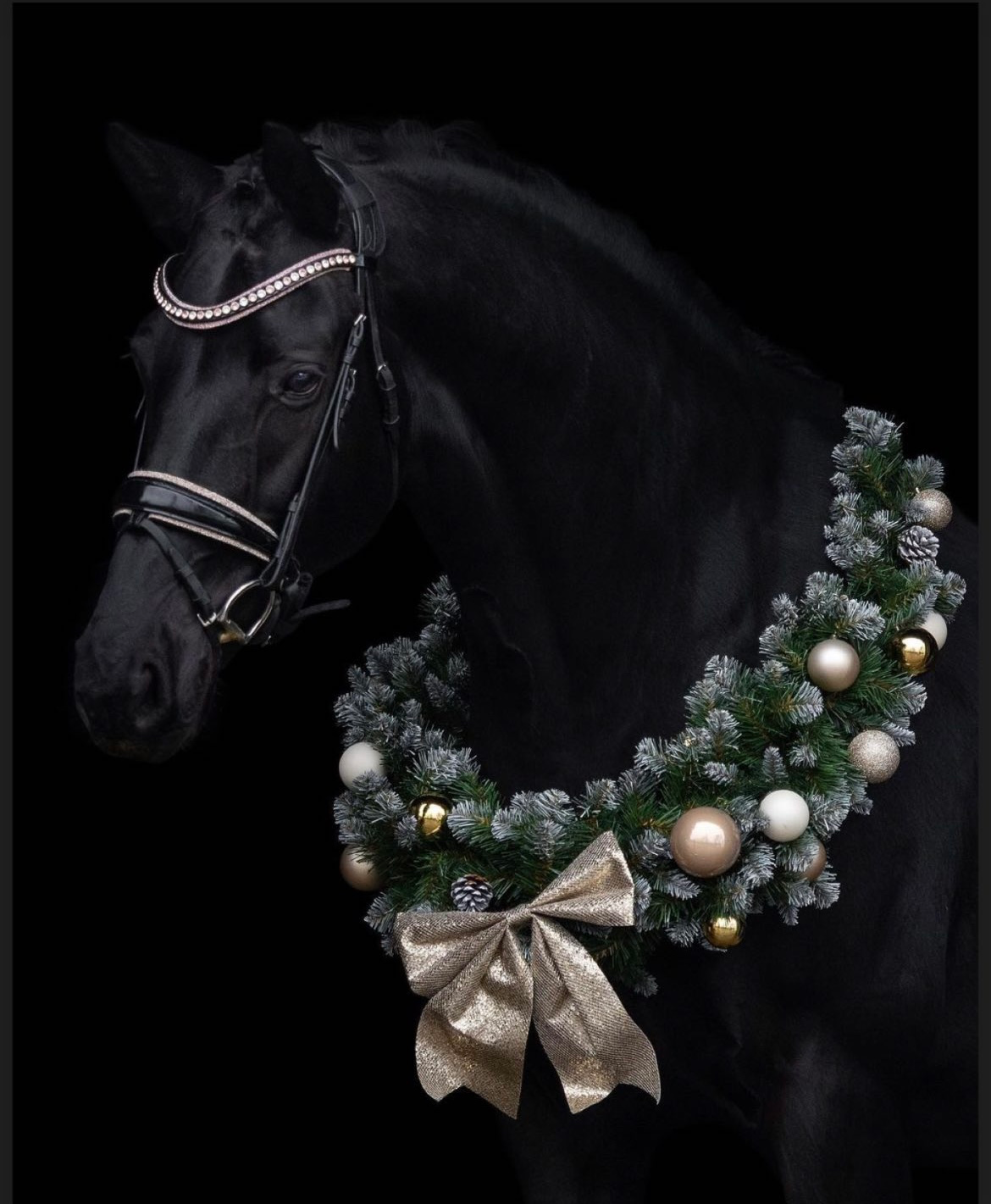 kwpn dressuurpaard merrie 16 years old zwart for sale - Photo 6