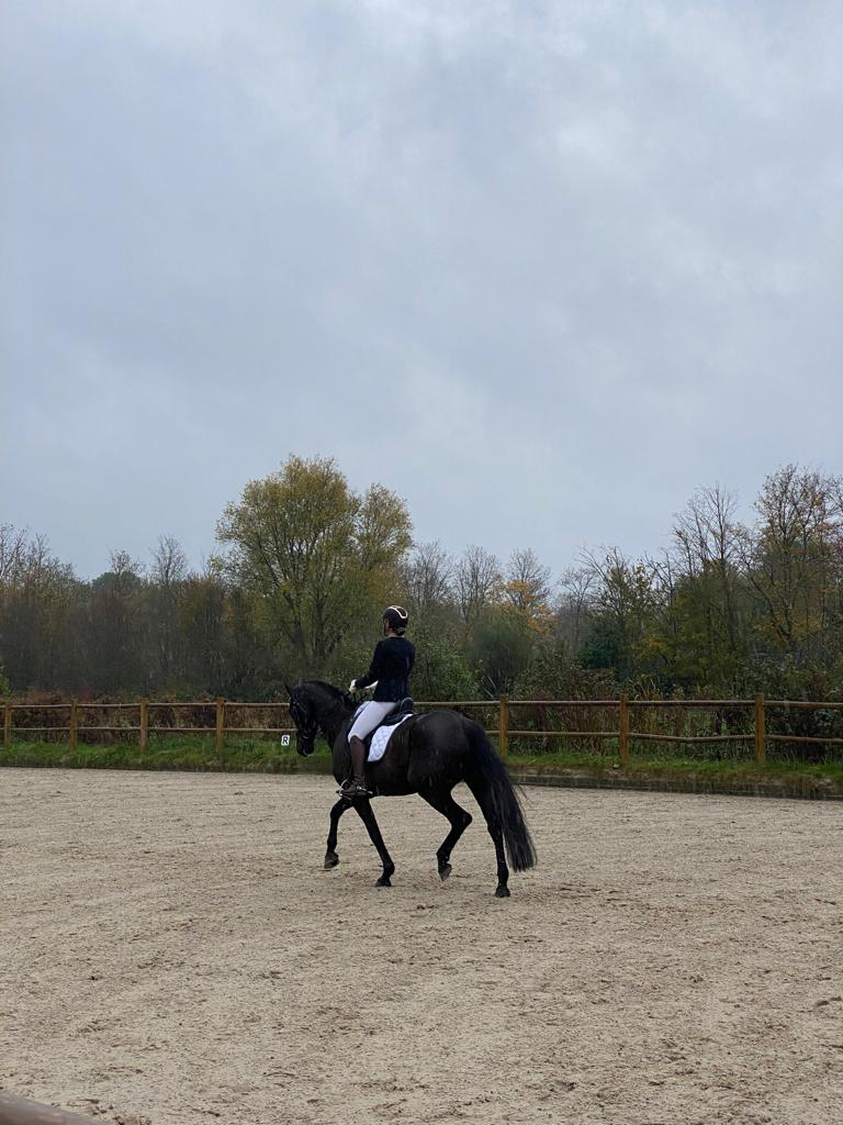 kwpn dressuurpaard merrie 16 years old zwart for sale - Photo 5