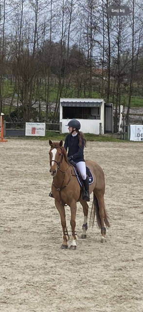 kwpn springpaard ruin 16 歳 vos 売り出し中 - 写真 4