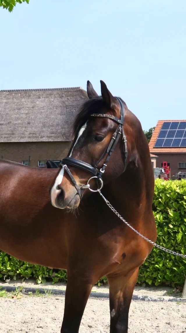 Dream Pony Vlijthoeve's Christijan Dior