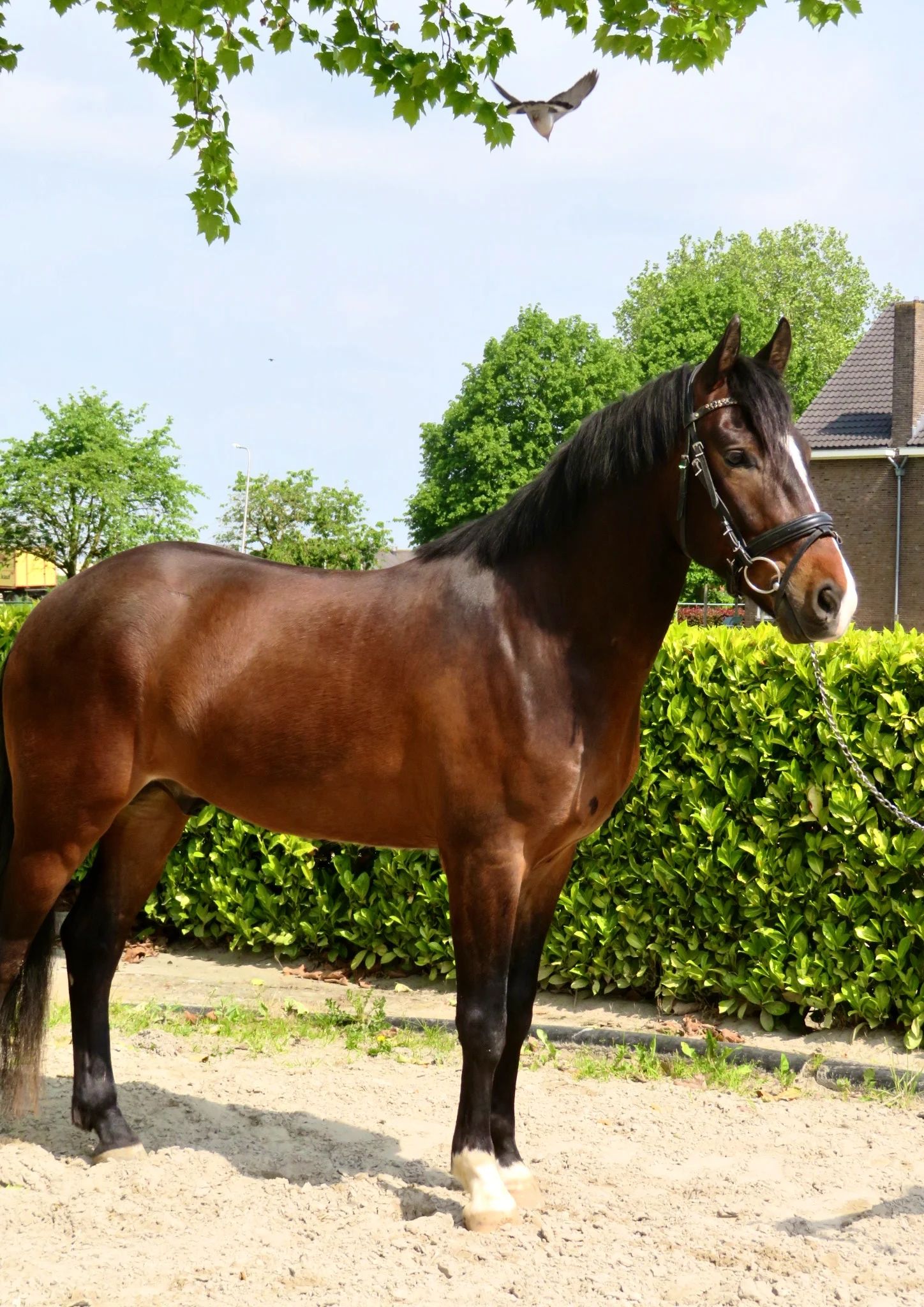 new-forest allround-pony ruin 4 years old bruin for sale - Photo 3