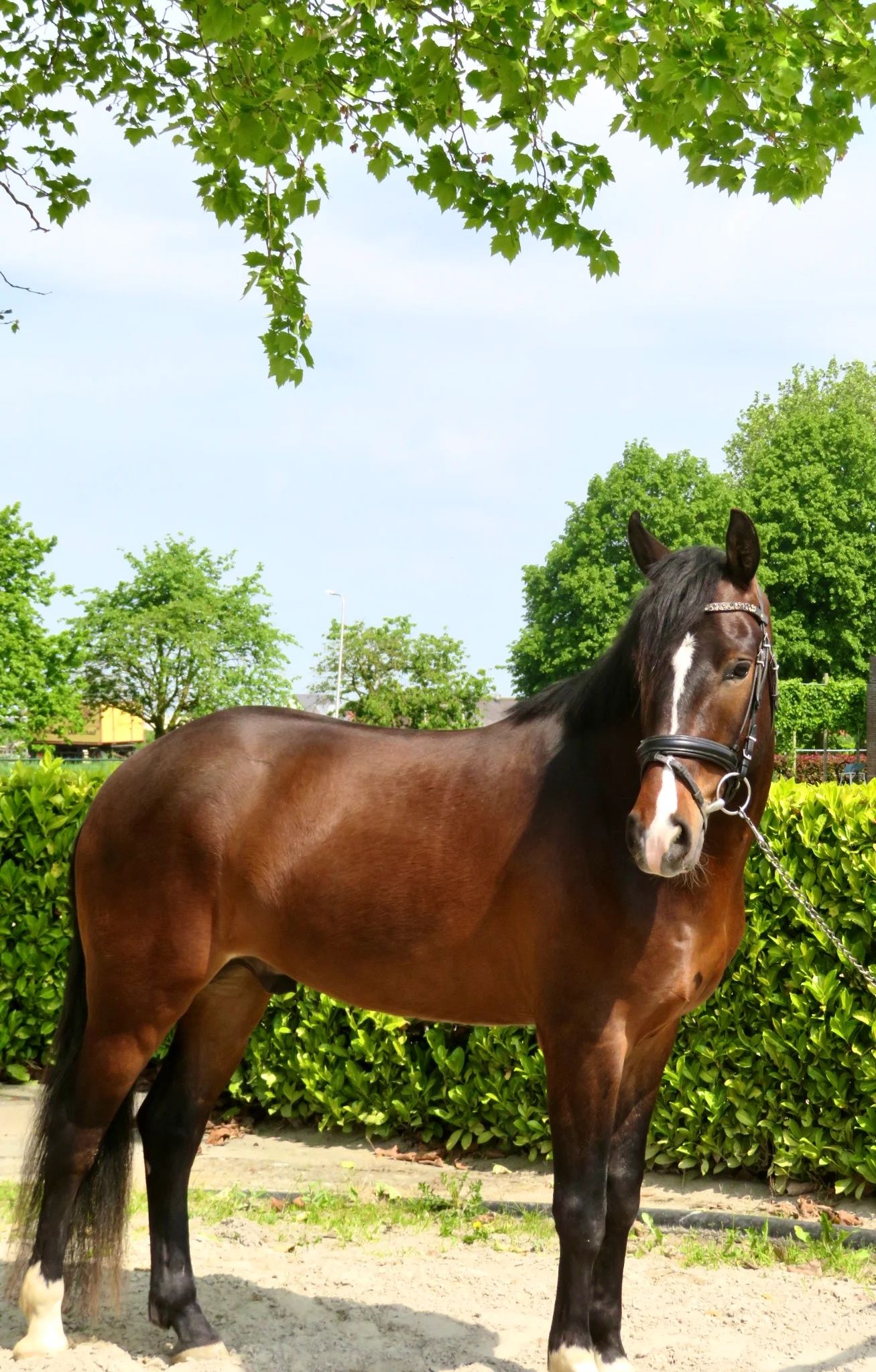 new-forest allround-pony ruin 4 years old bruin for sale - Photo 2