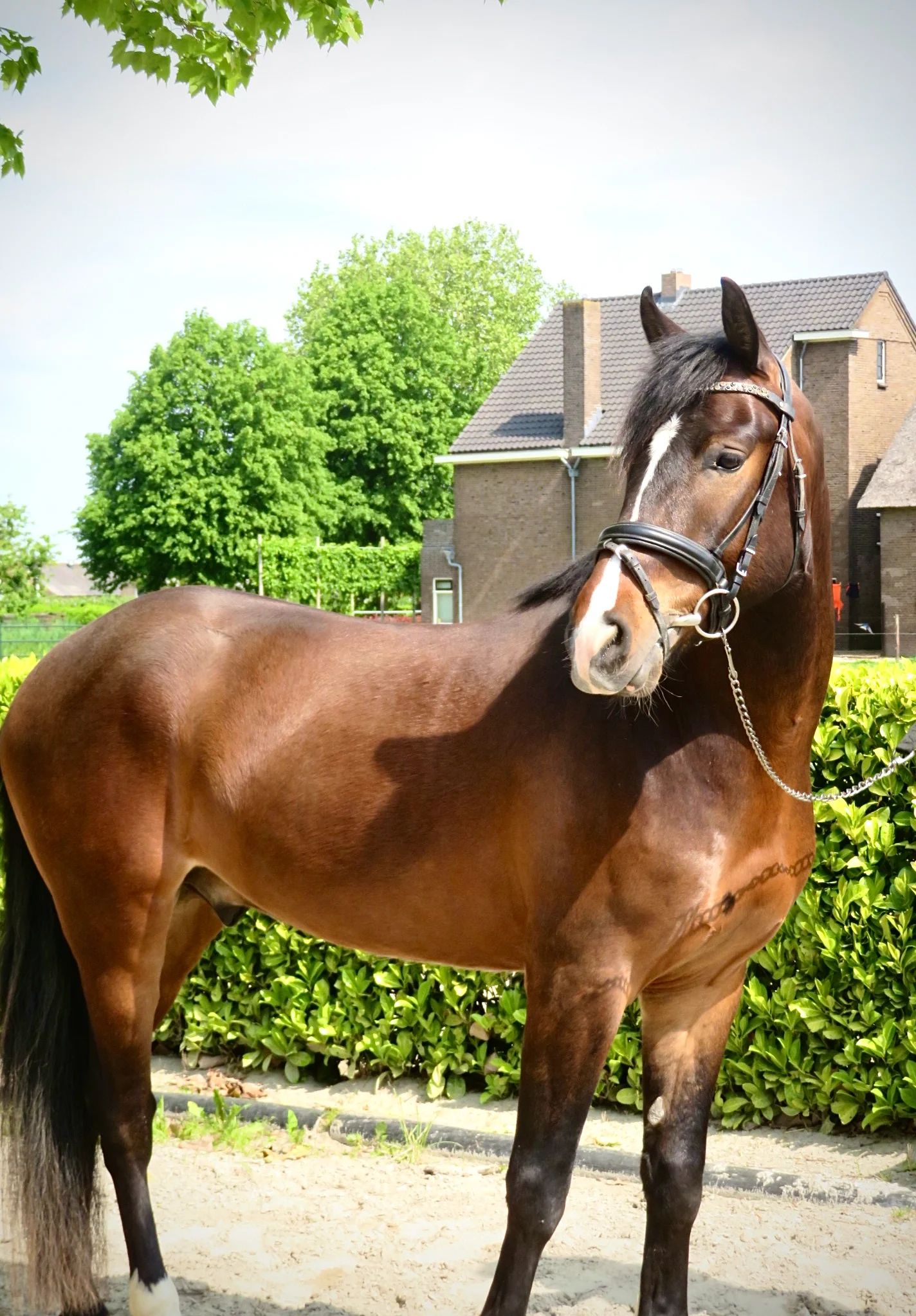 new-forest allround-pony ruin 4 years old bruin for sale - Photo 4