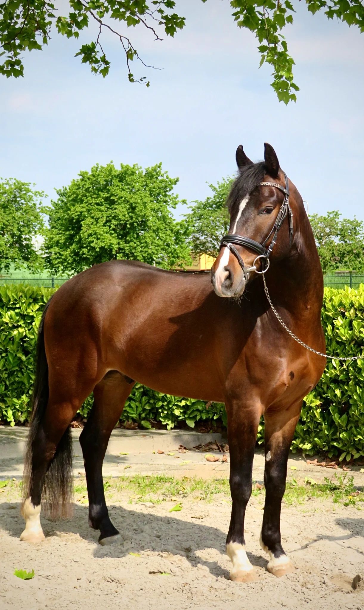 new-forest allround-pony ruin 4 years old bruin for sale - Photo 5