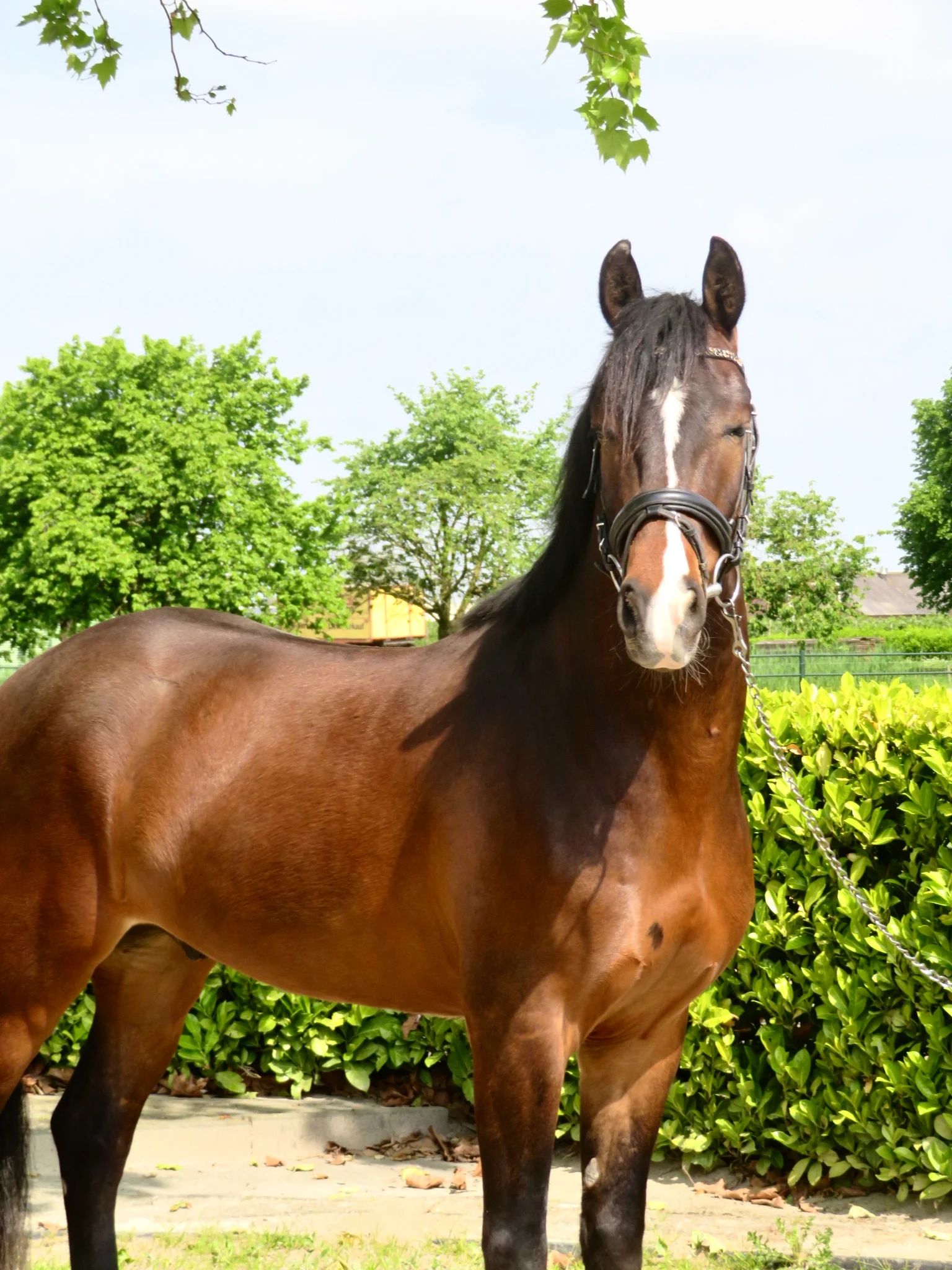 new-forest allround-pony ruin 4 years old bruin for sale - Photo 6