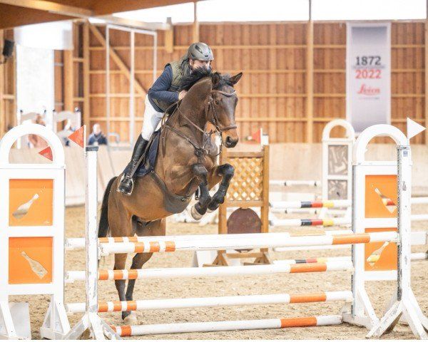 All inclusive PS | M-placed dream horse – absolutely sweet & all-rounder