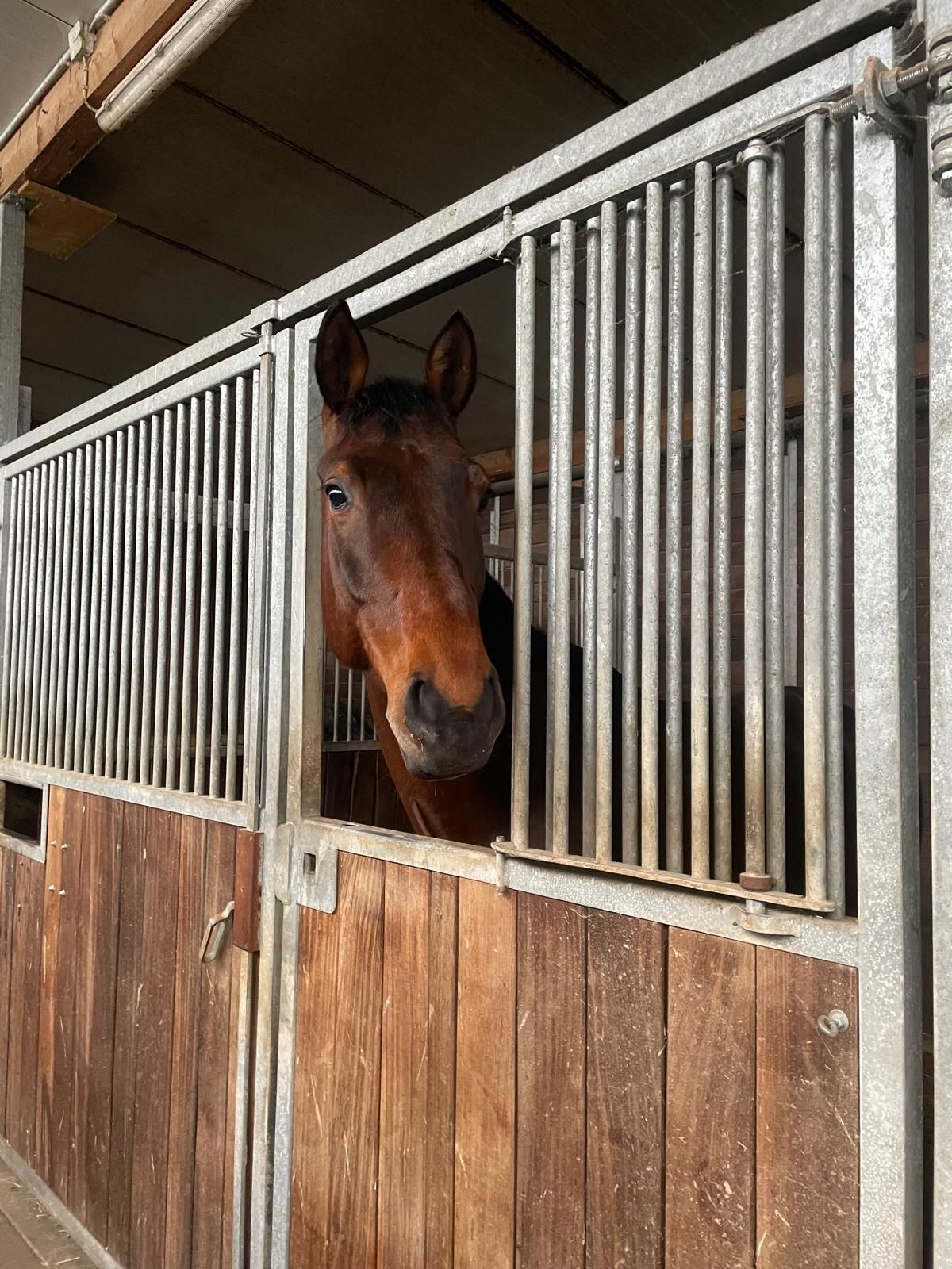 springpaard ruin 7 Jahre alt donkerbruin zu verkaufen - Foto 3
