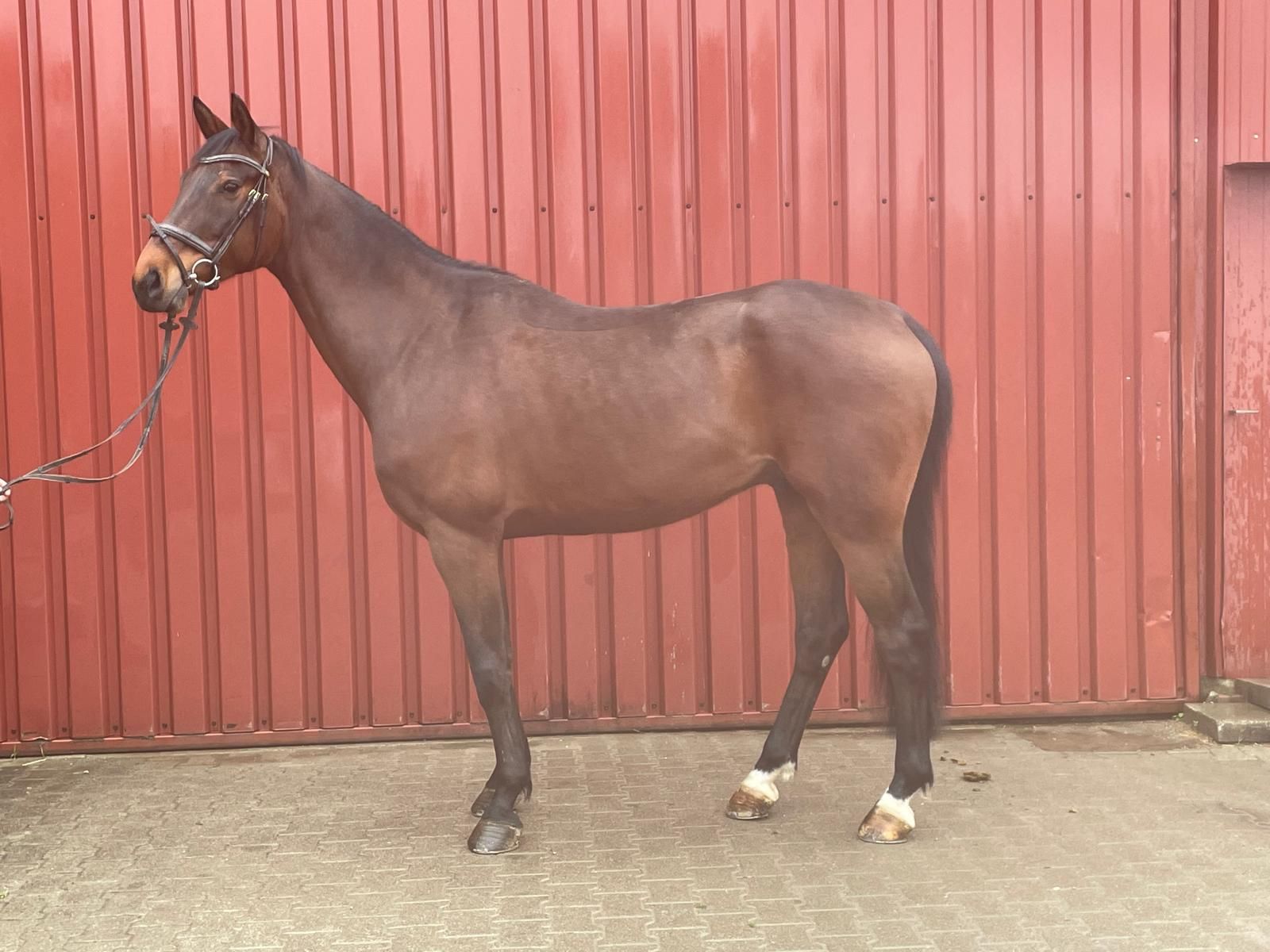 springpaard ruin 7 Jahre alt donkerbruin zu verkaufen - Foto 5