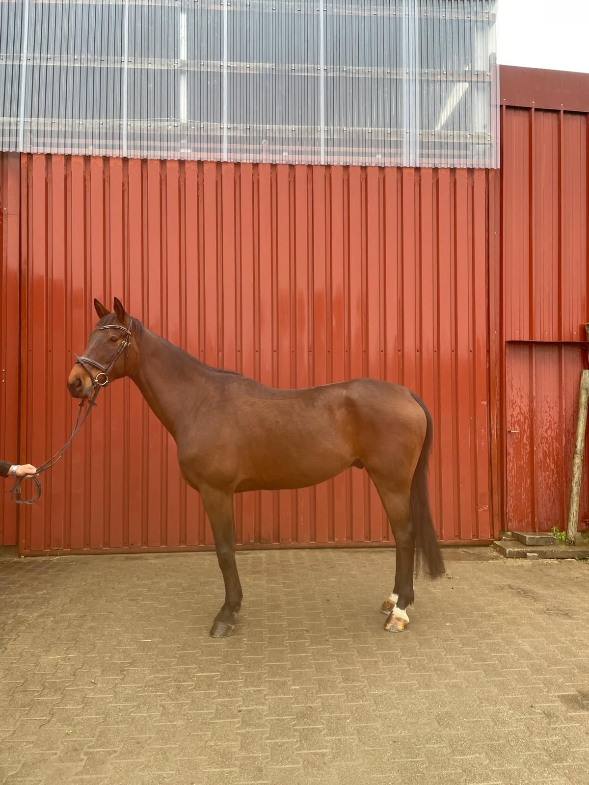springpaard ruin 7 Jahre alt donkerbruin zu verkaufen - Foto 4