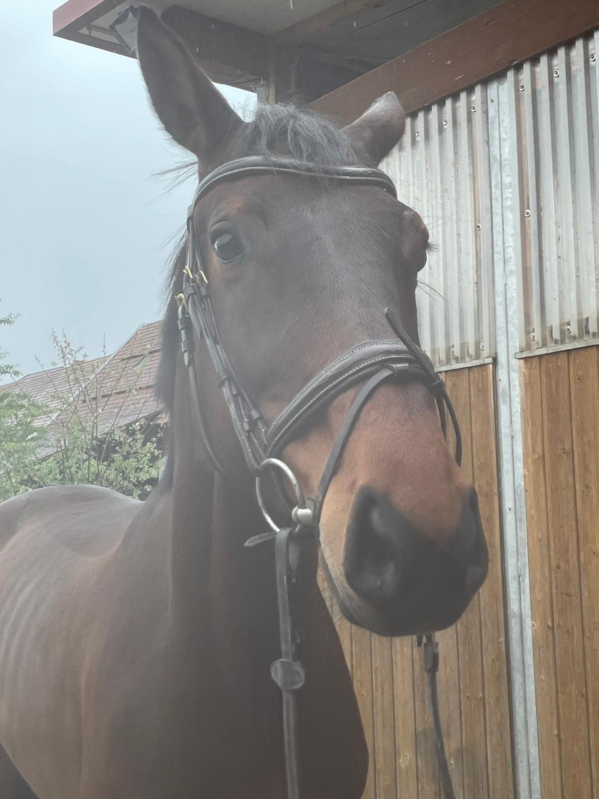 springpaard ruin 7 Jahre alt donkerbruin zu verkaufen - Foto 6
