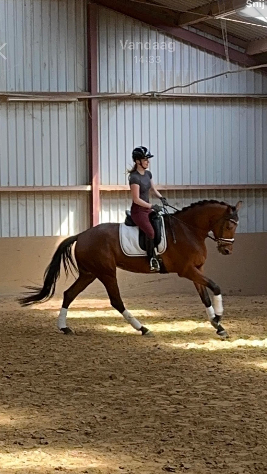 Handsome, talented 4-year-old dressage mare for sale