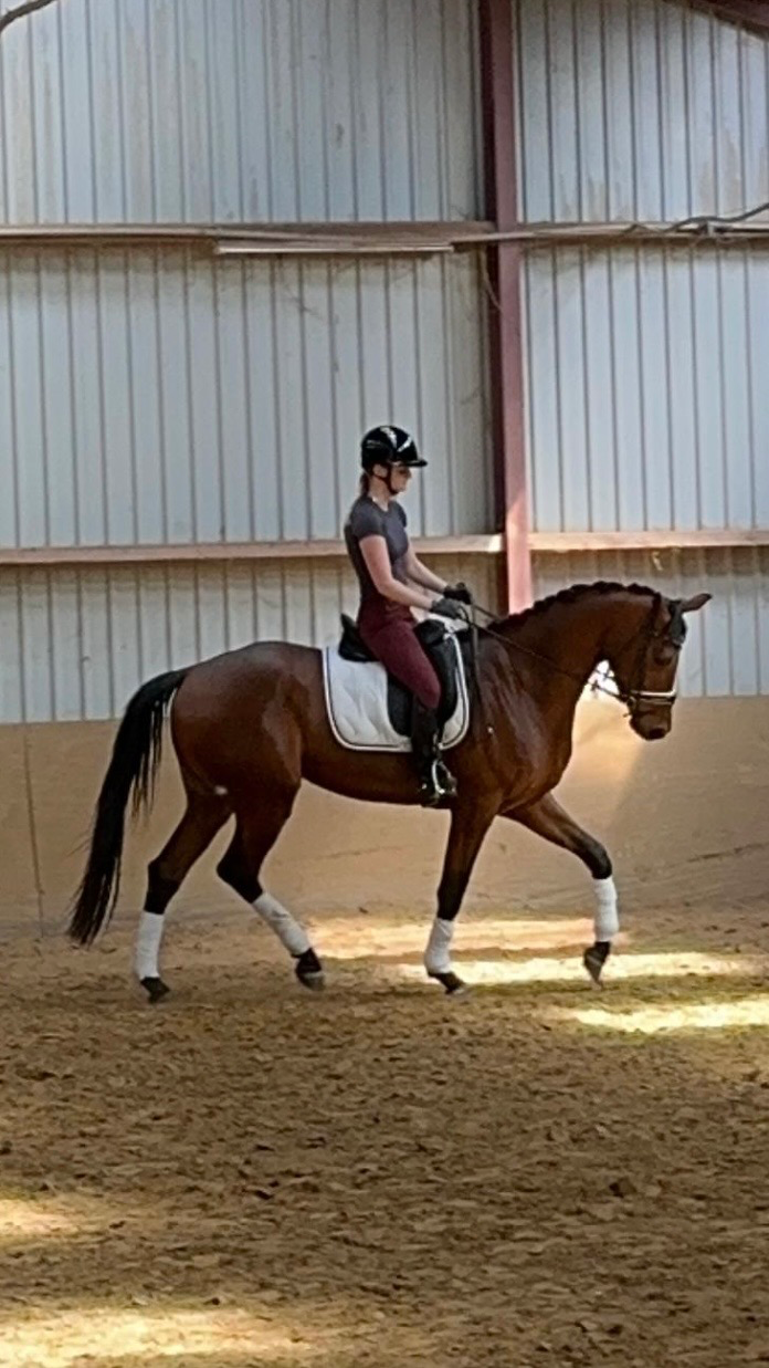 kwpn dressuurpaard merrie 4 años bruin en venta - Foto 4