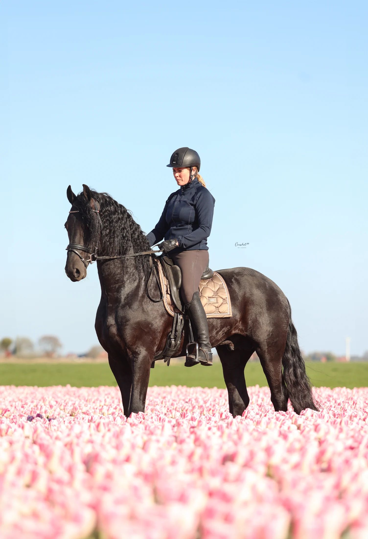 Friesian Ster Stallion for sale