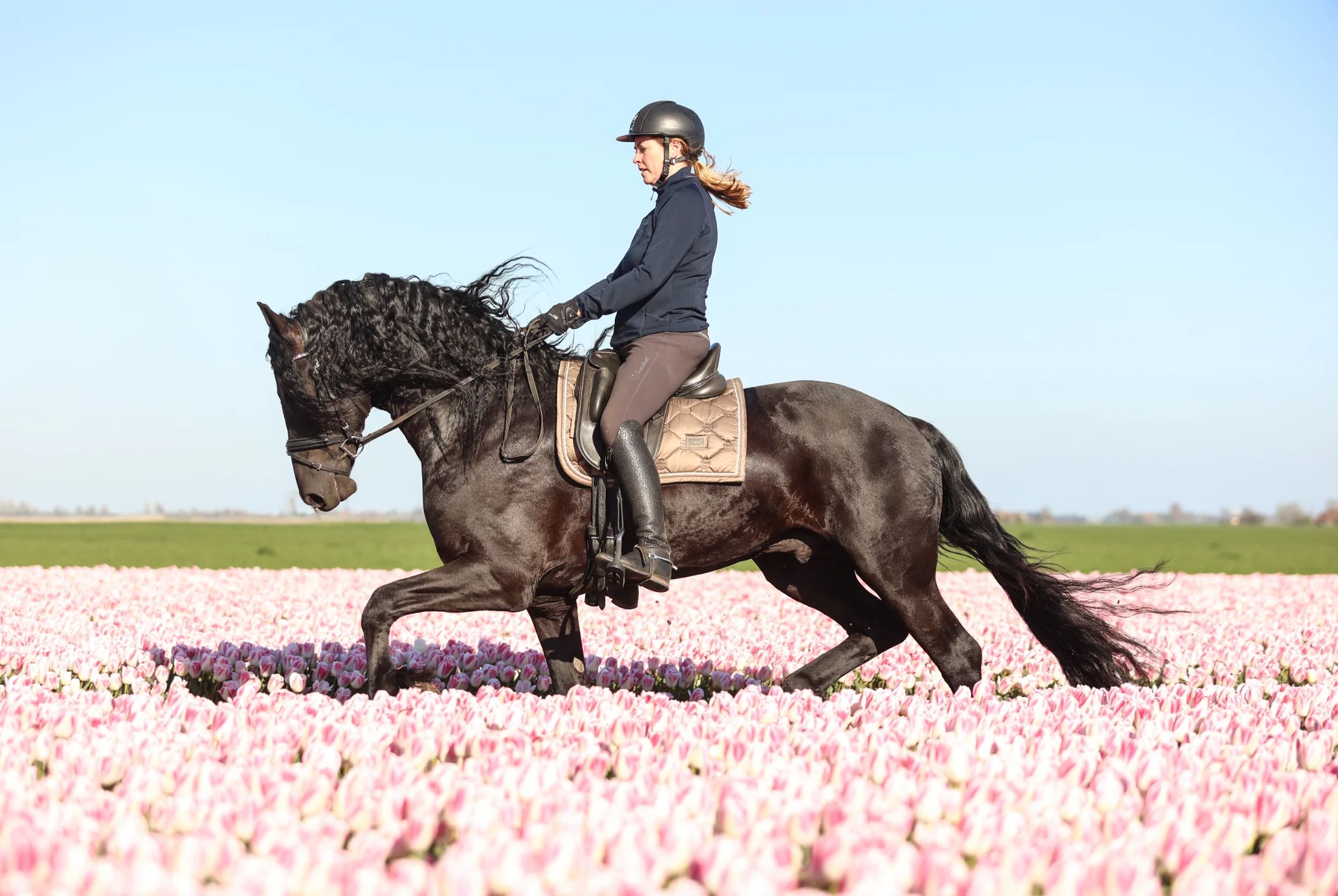 fries hengst 4 years old zwart for sale - Photo 2
