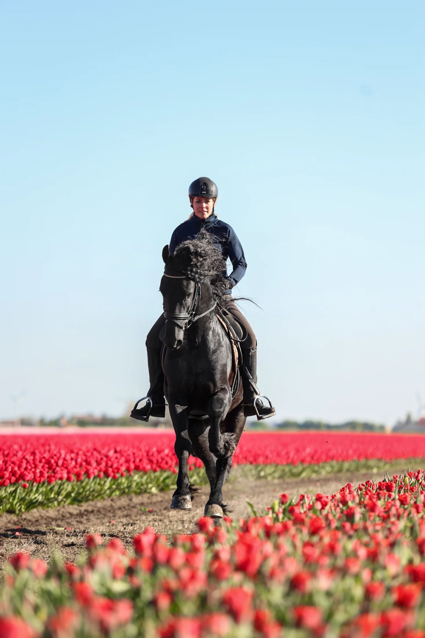 fries hengst 4 years old zwart for sale - Photo 3
