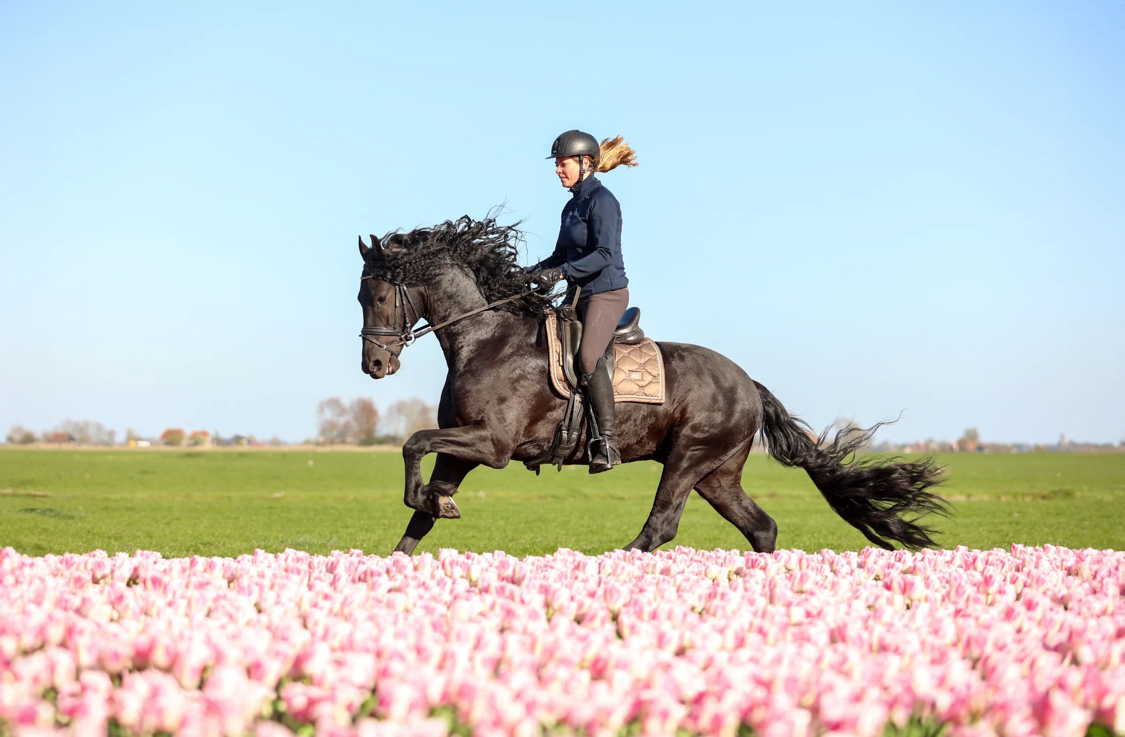 fries hengst 4 years old zwart for sale - Photo 4